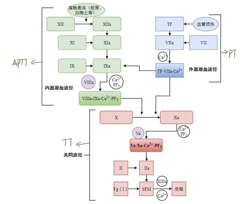凝血机制