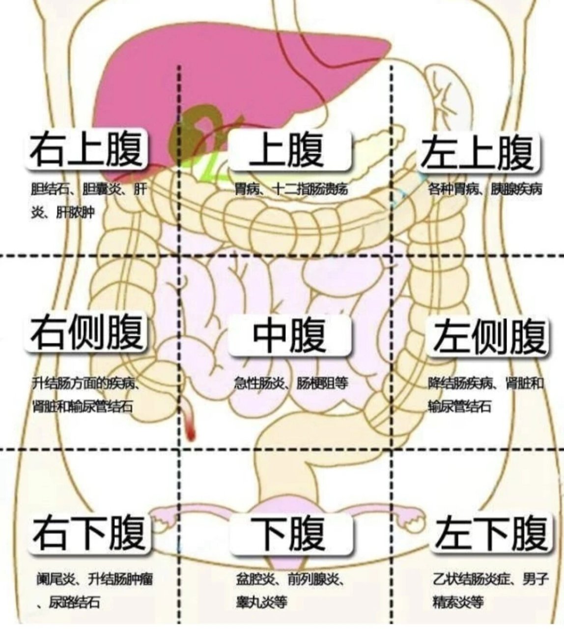 腹部整个部位图图片