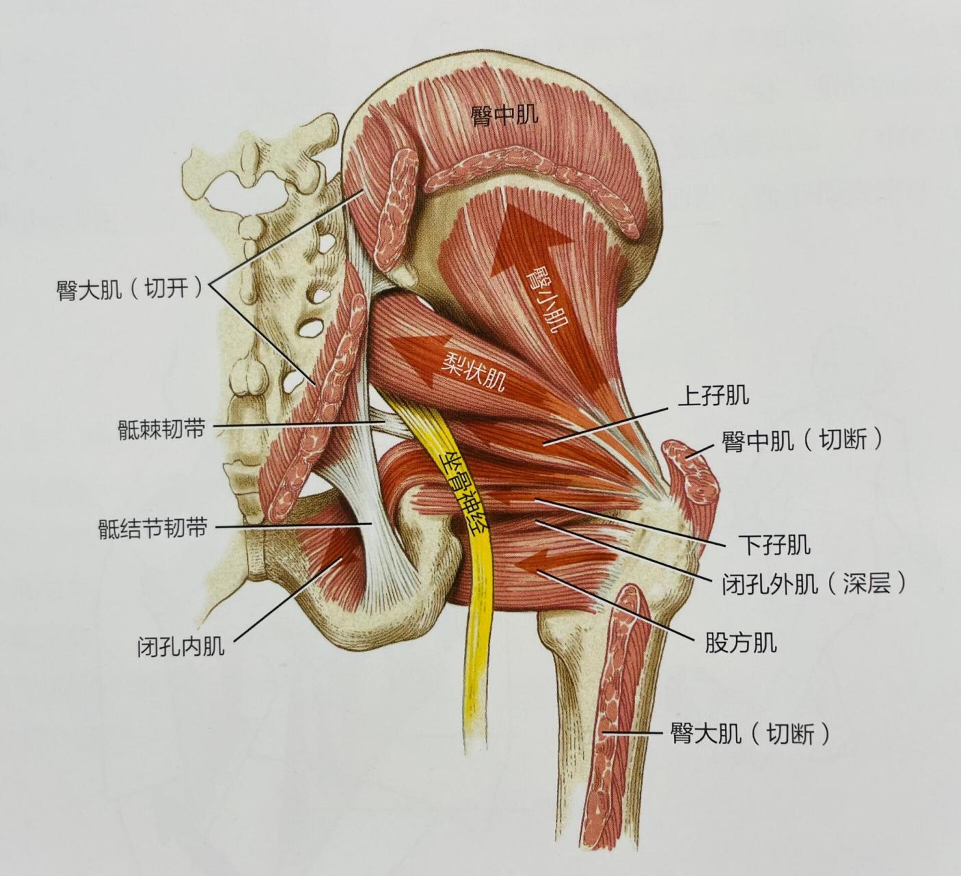 髋关节外旋肌群图片
