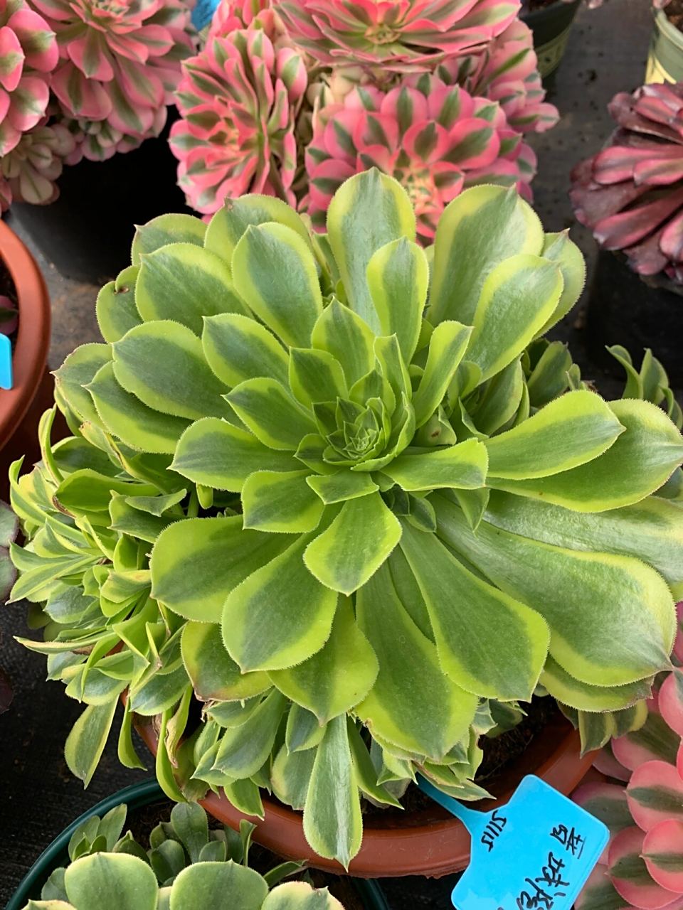 法师锦颜值高的几个品种