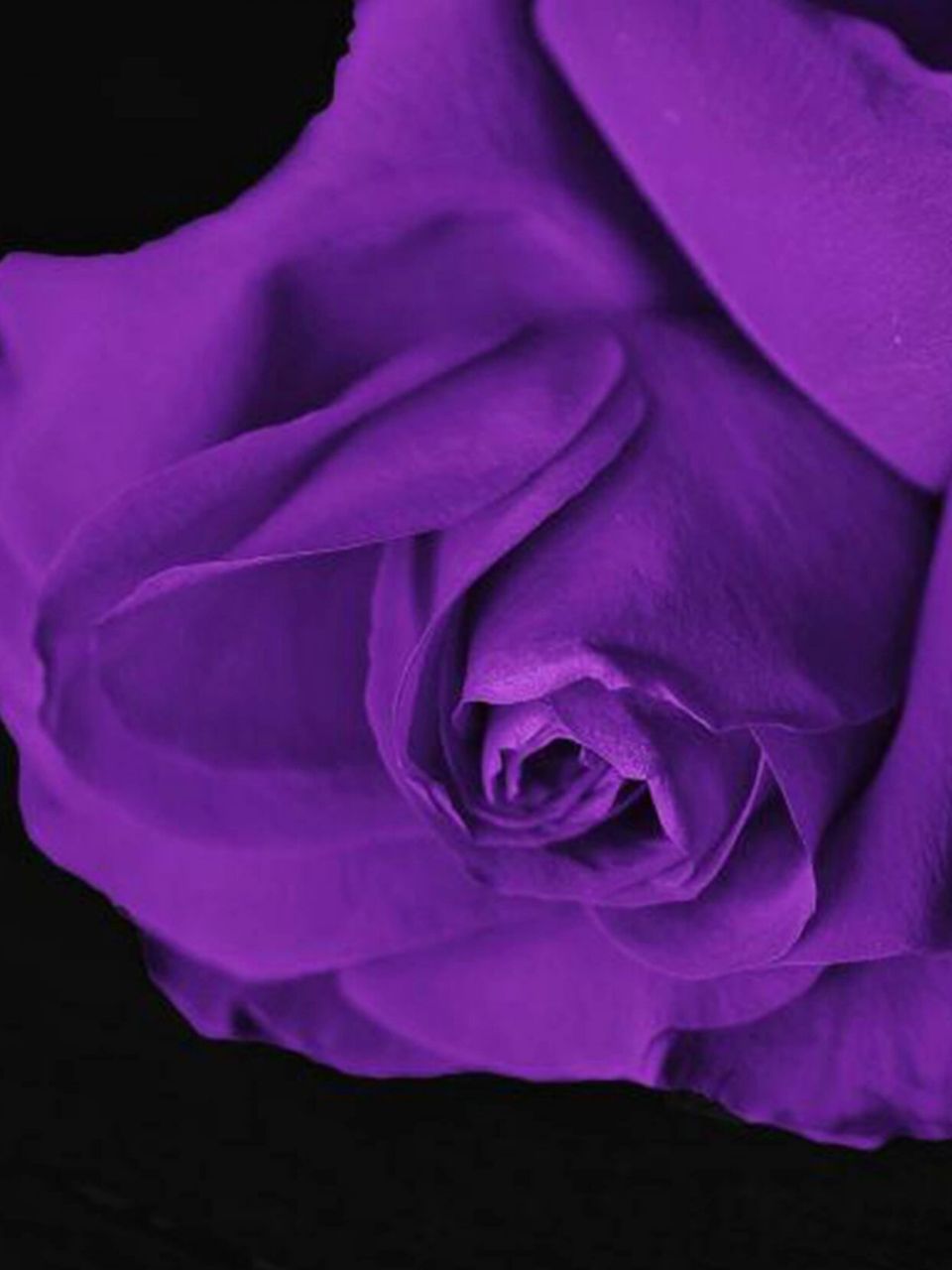 99杨柳萦桥绿,玫瑰拂地红.