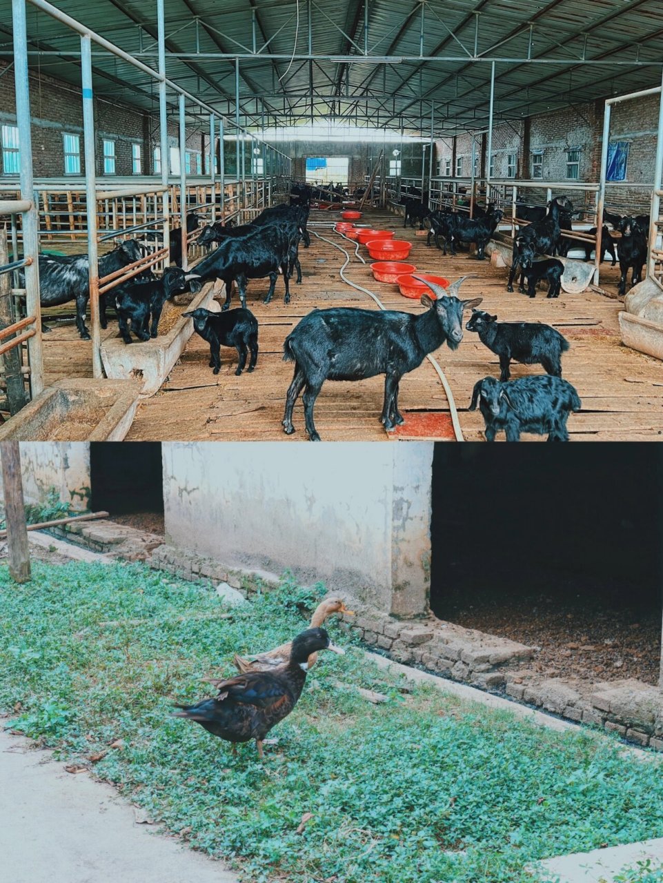 万宁美食|东山岭脚下的正宗东山羊!