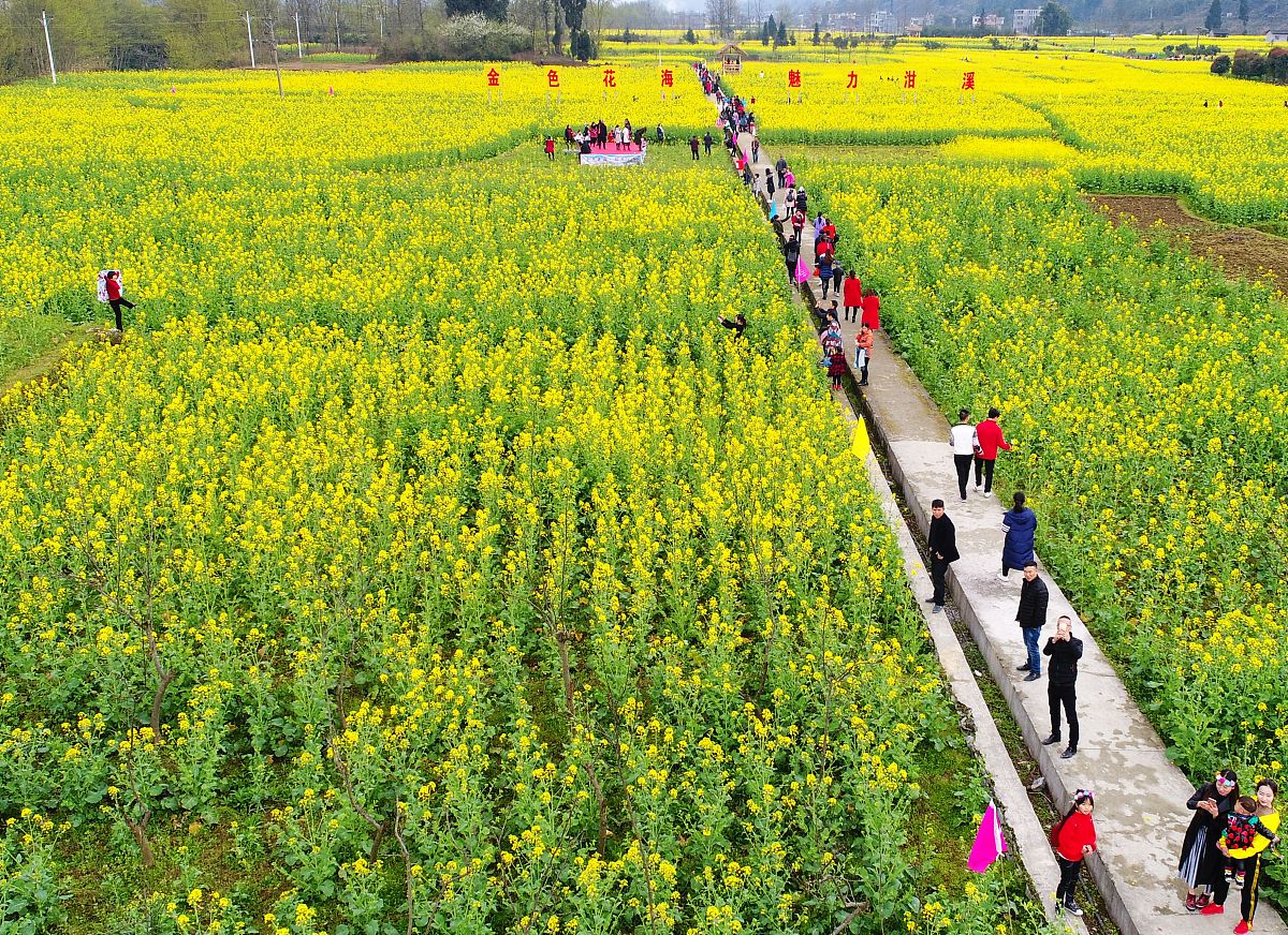 2022邛崃两河口油菜花图片