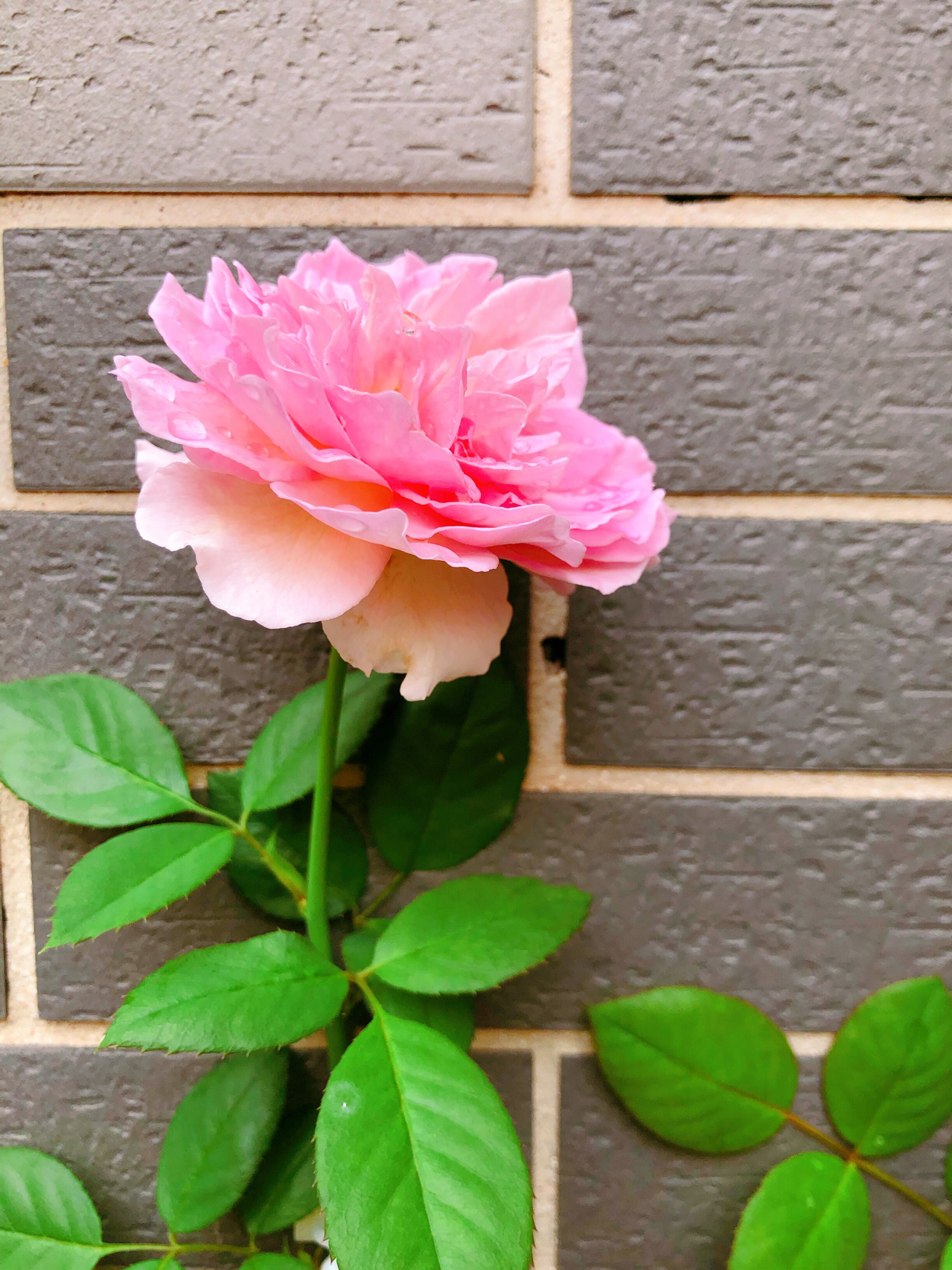 罗衣 是藤本月季 来聊聊他的优点 我是今年5月买的牙签苗,现在9月就长