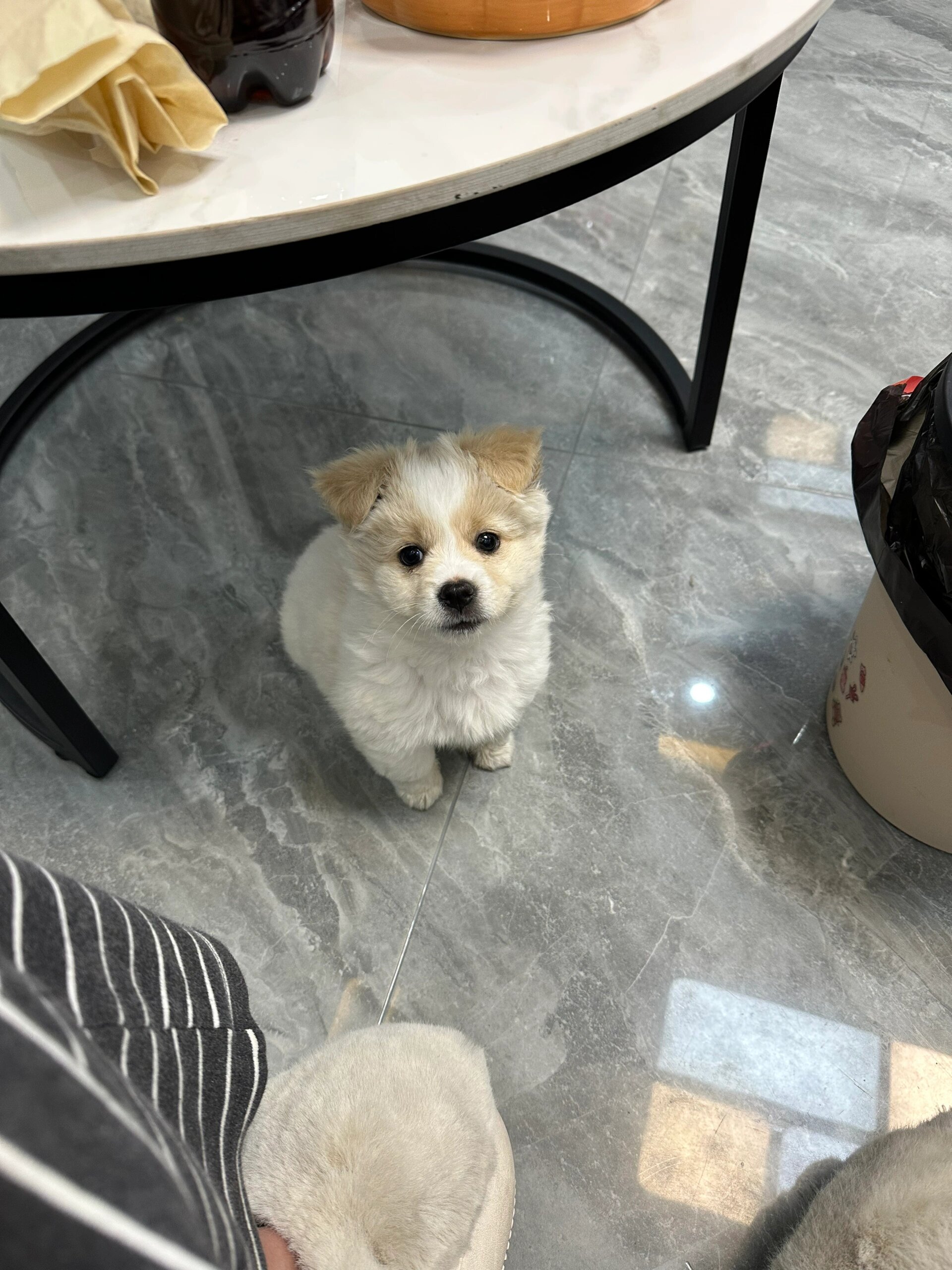 比熊土狗串串