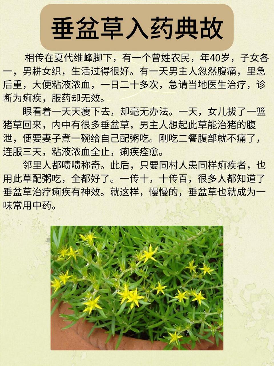 每天了解一味中草yao-垂盆草 🌿 药材介绍: 垂盆草,学名epipremnum