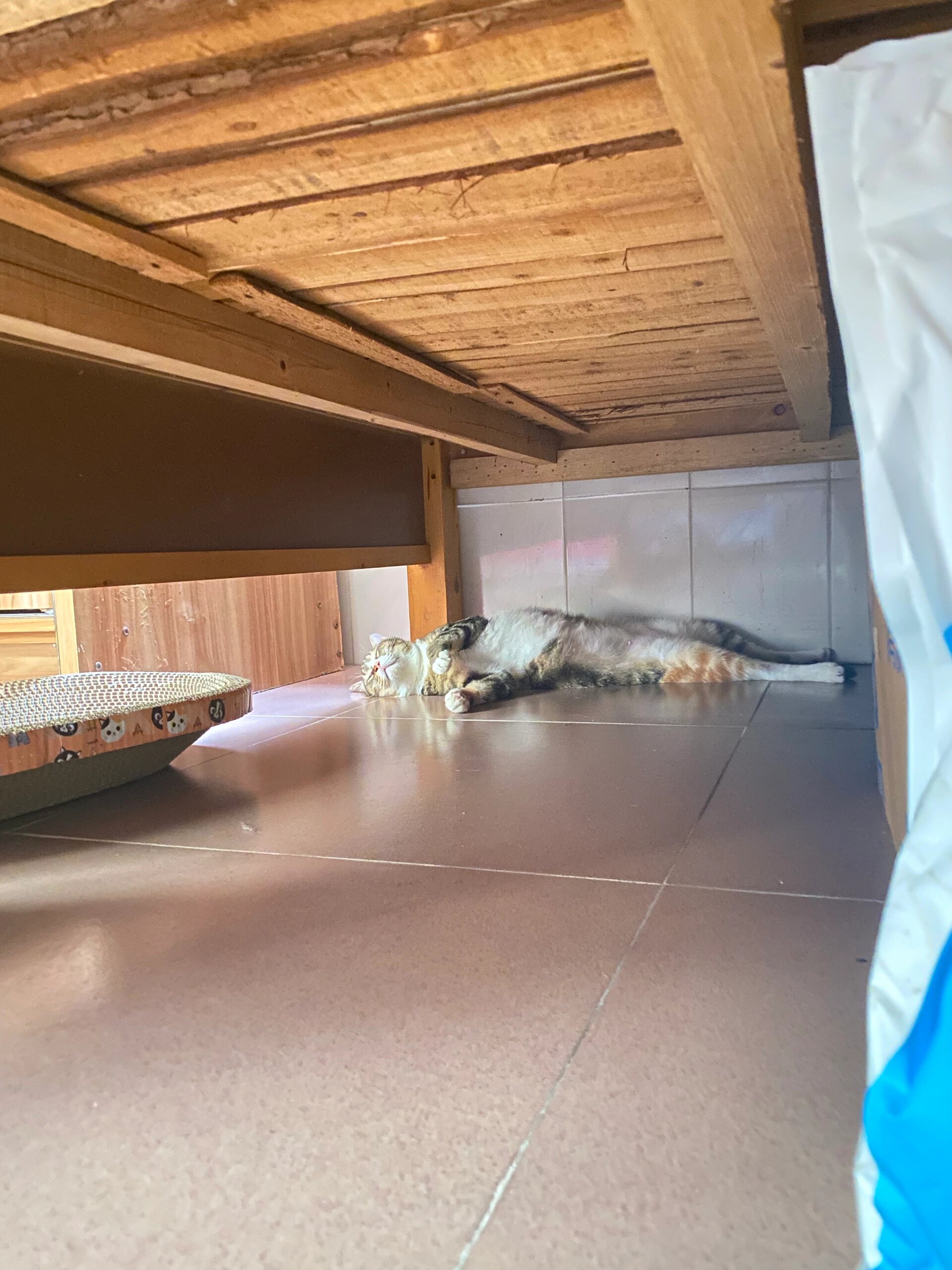 猫不小心舔到非泼罗尼外驱怎么办啊