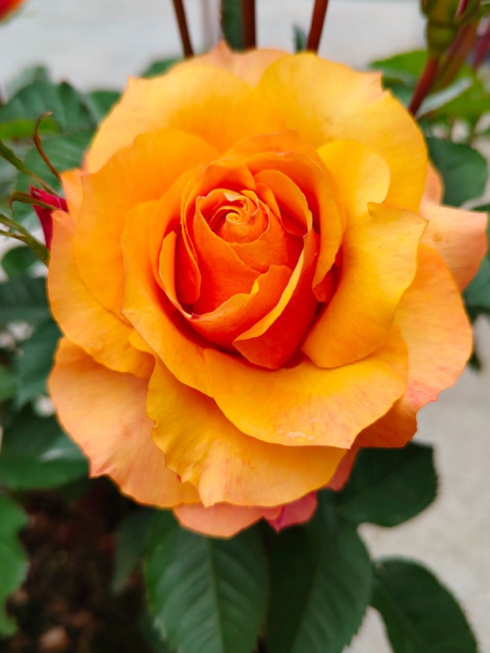 月季测评之 艾帕索 可能是花最大的微月了,可以比很多茶月季还大,橙黄