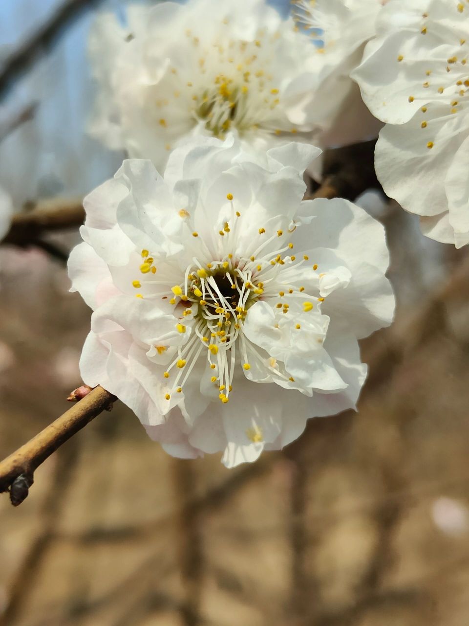 梅花新品种取名字 今年准备申请几个梅花新品种,都是淡丰后或丰后的子