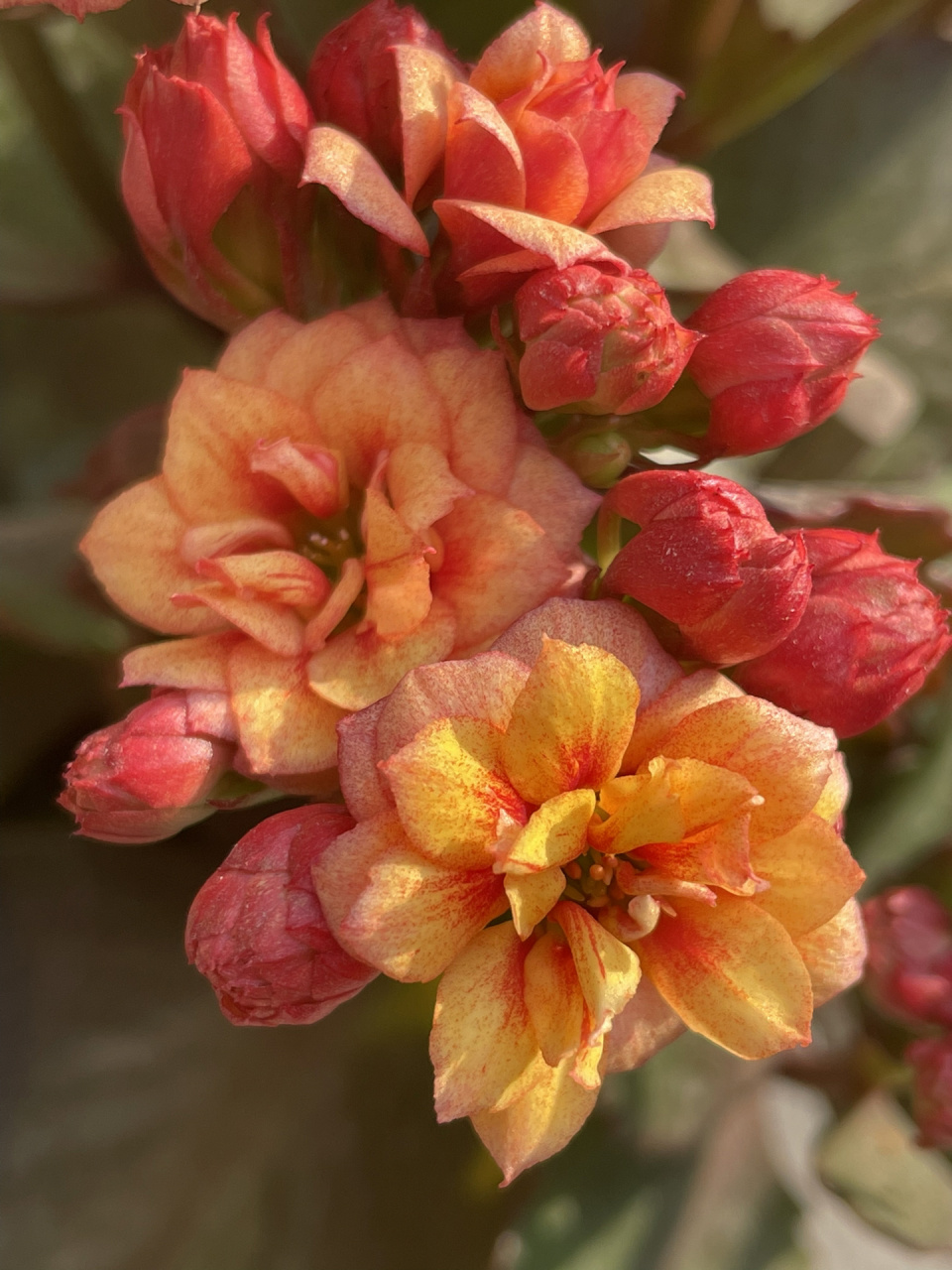 长寿花:快乐星球.(油画)