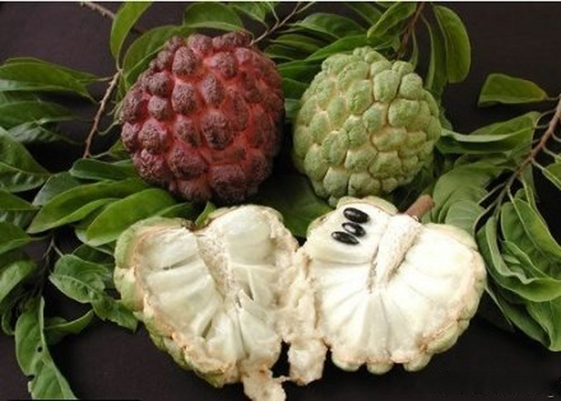 热带水果【番荔枝】,又名林檎(广东潮州),释迦,佛头果(台湾).