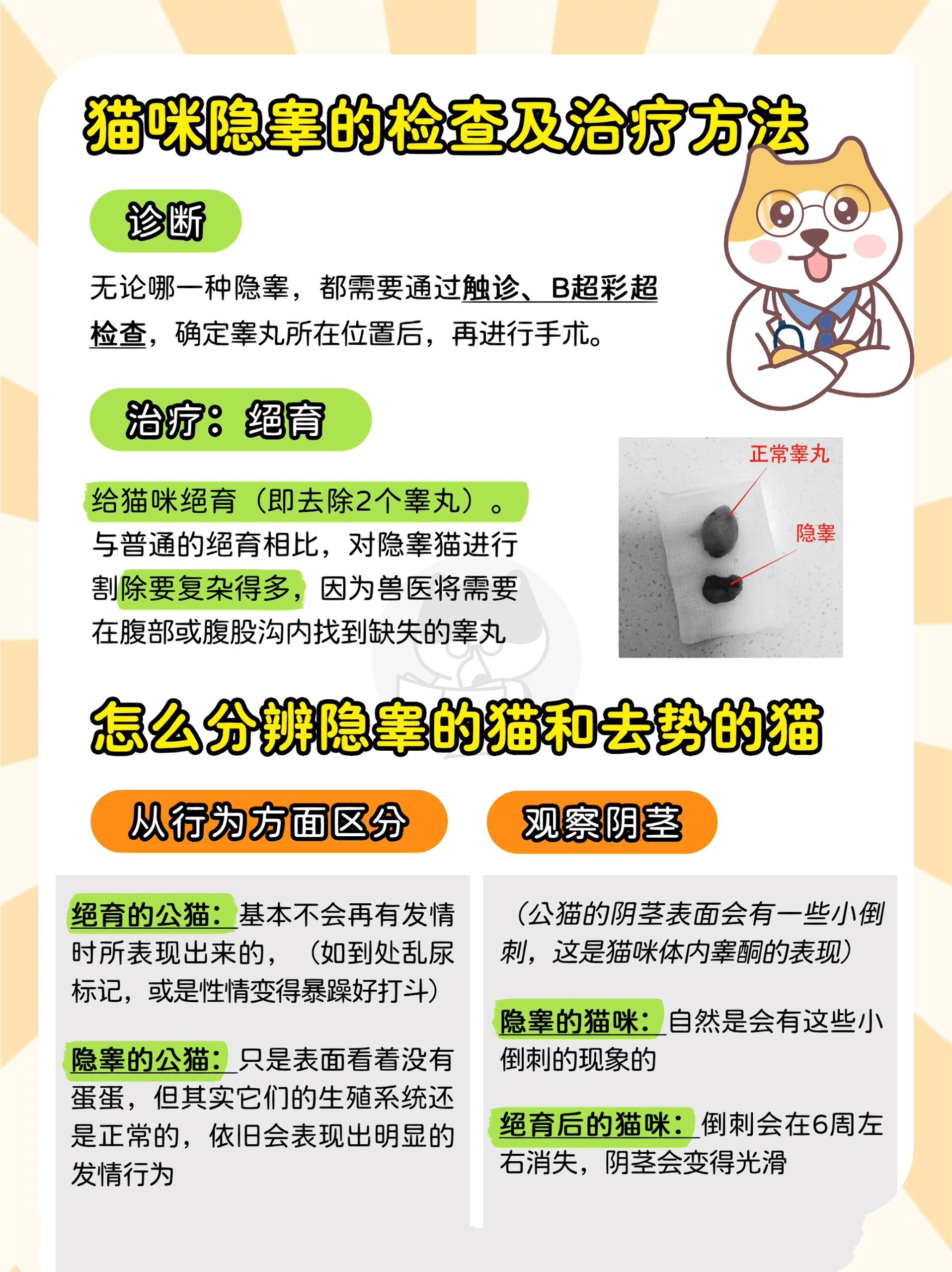 猫咪生理裤作用图片