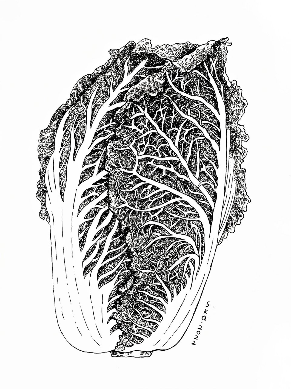 白菜素描临摹图片