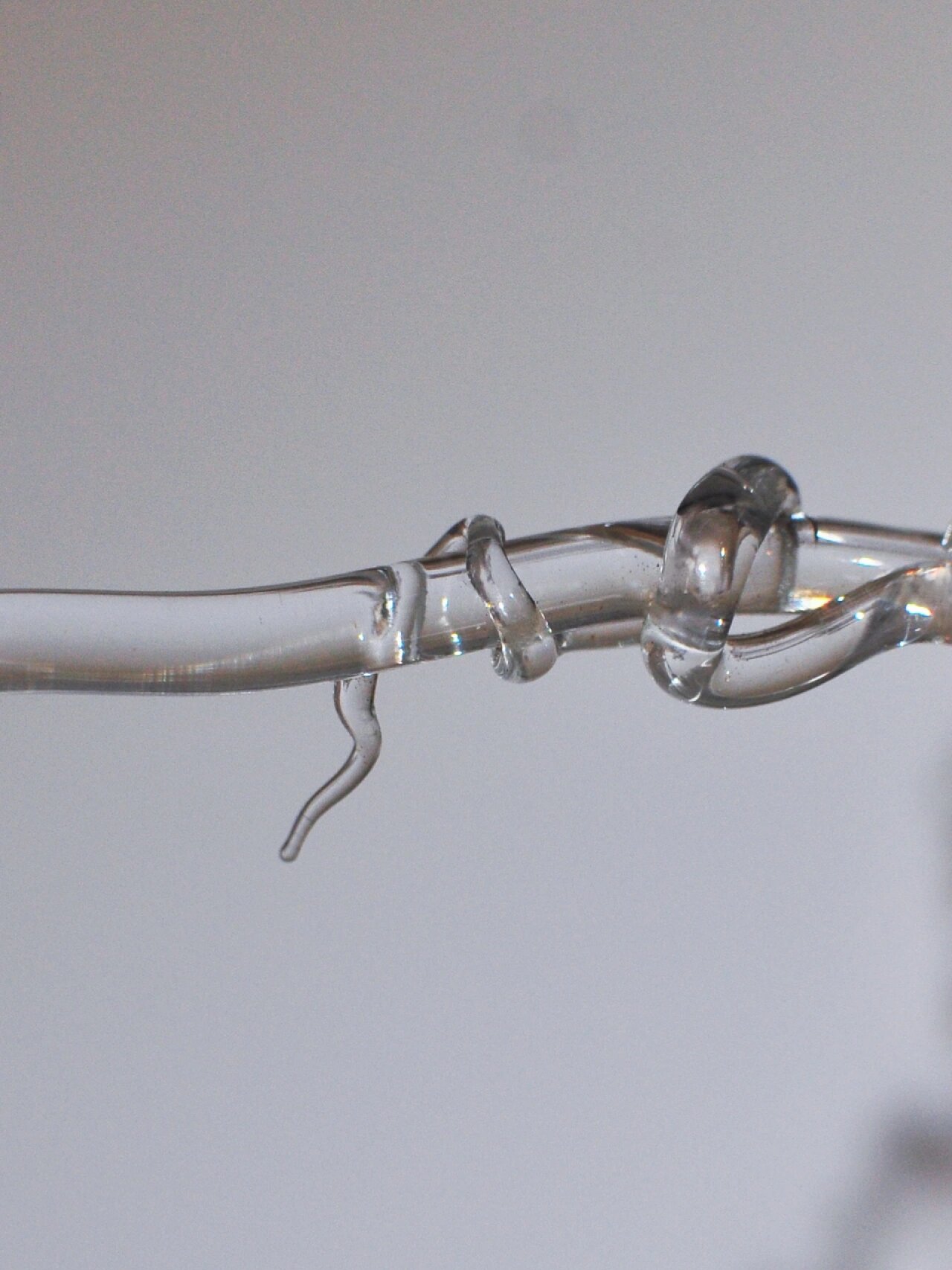 97透明的蛇,绕在透明的树枝