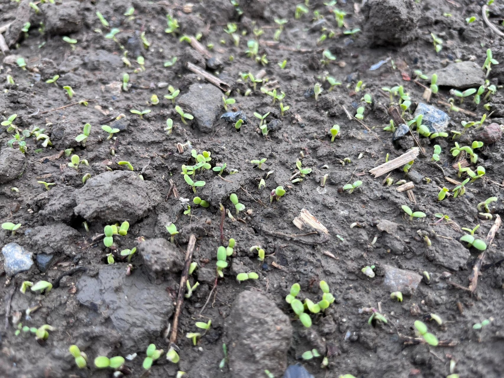 新种的小叶茼蒿发芽了