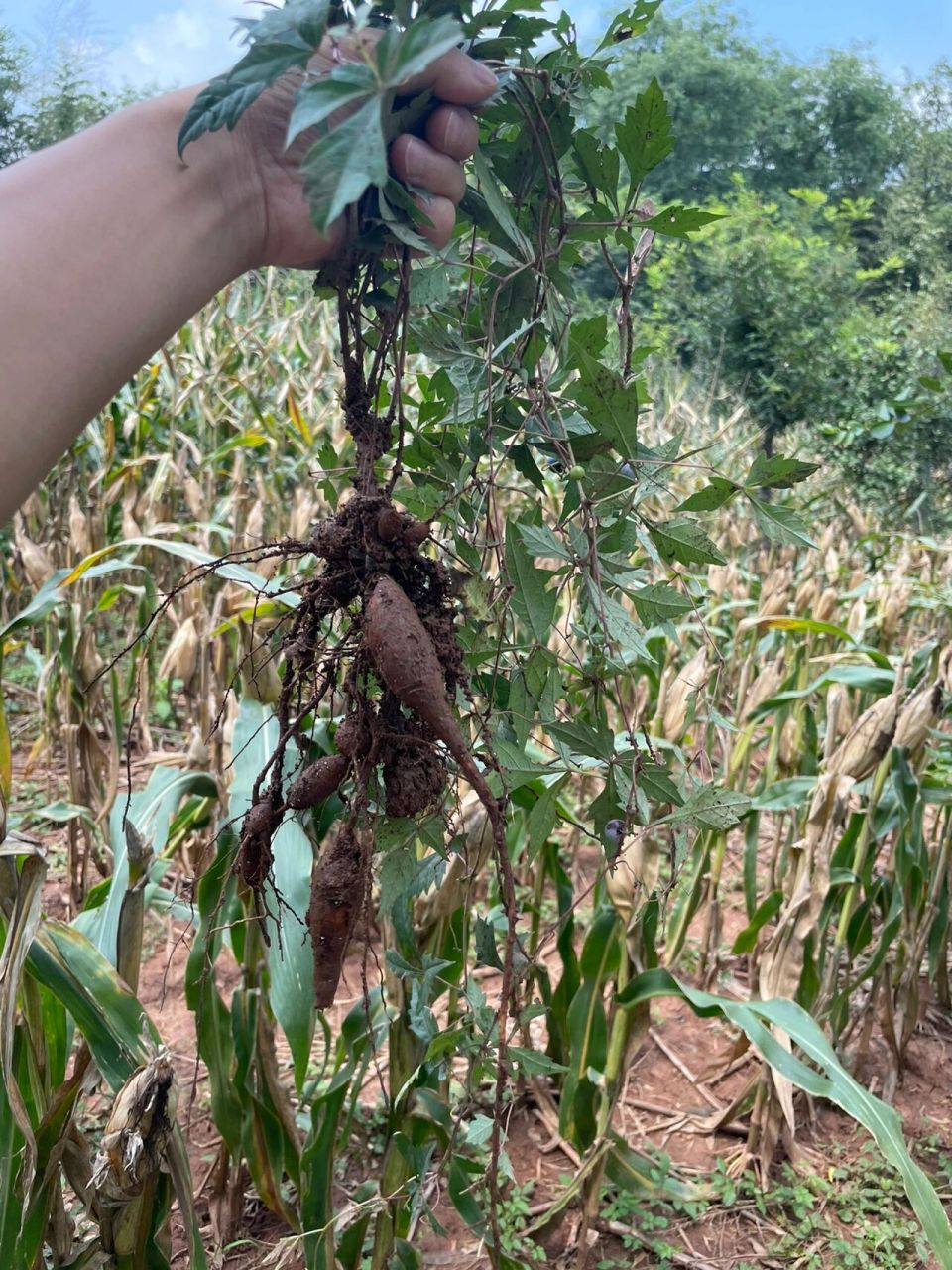 白敛种植图片