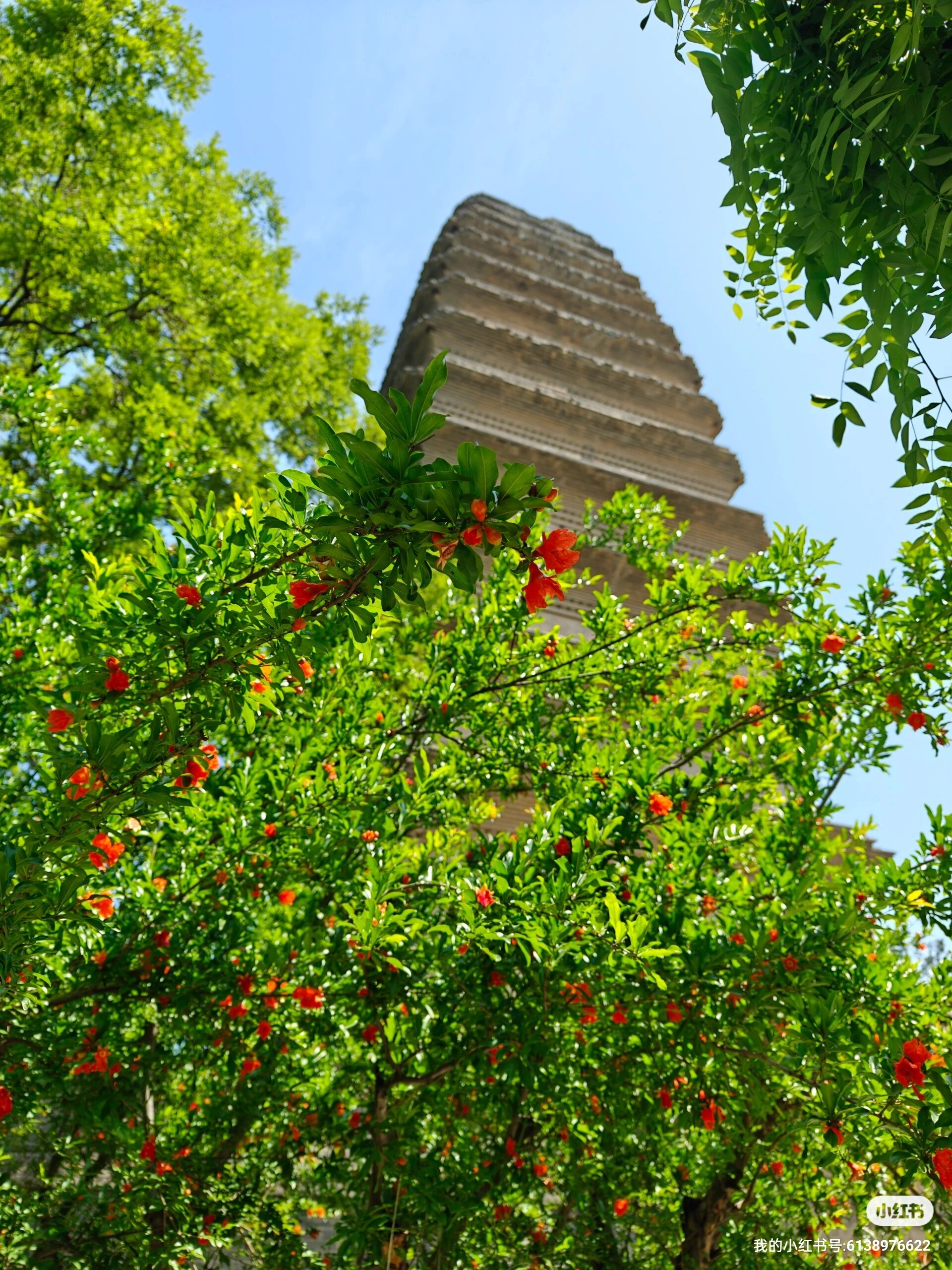 西安的市花图片