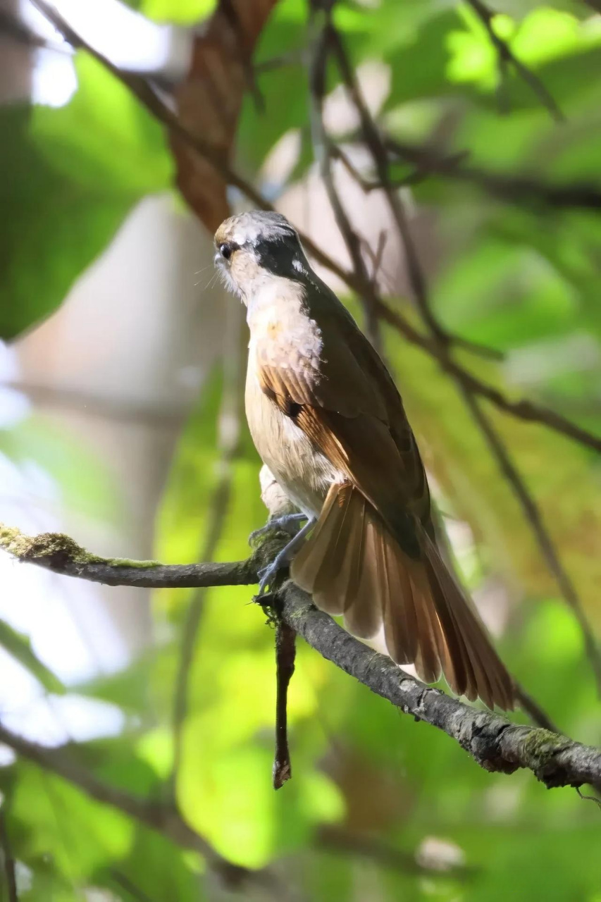 【百鸟志61图纪】 (359)◇70大仙鹟70◇ (癸卯季冬,摄于腾冲