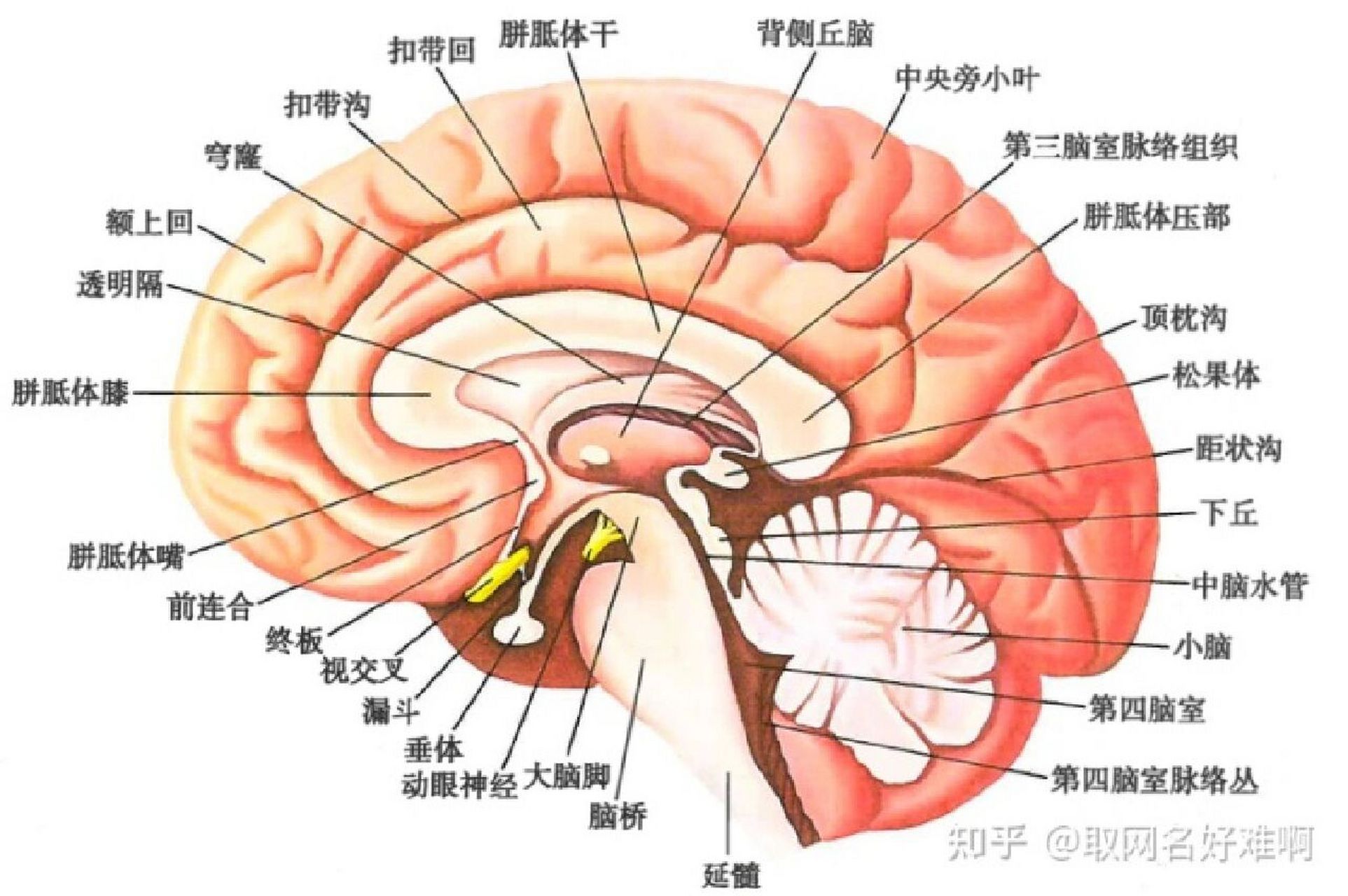 延髓锥体图片