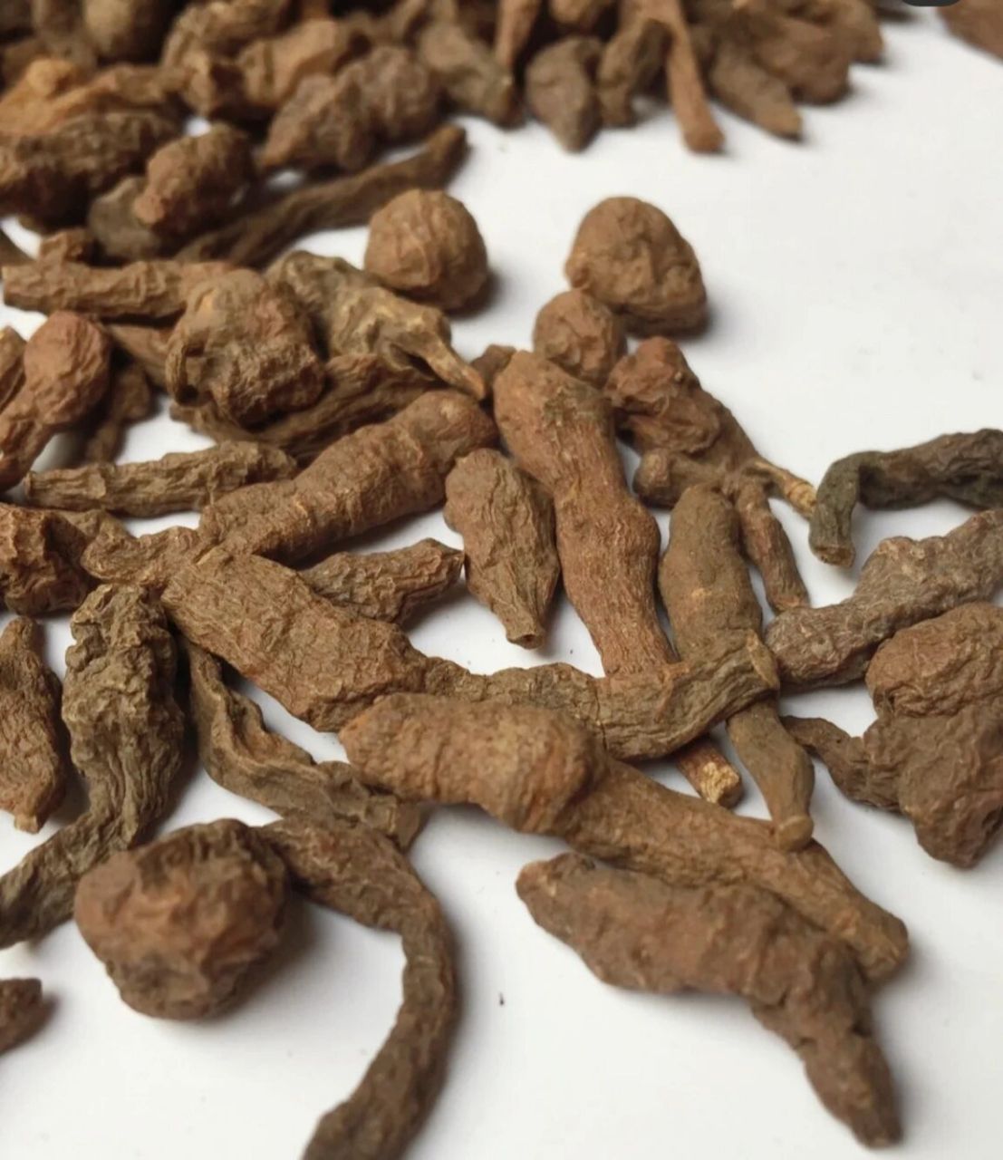 青藏高原的蕨麻想了解一下么96 带你了解了解 纯野生《蕨麻》,别名