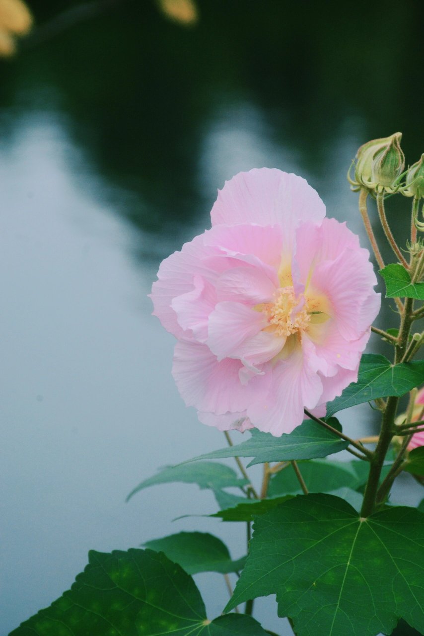 木芙蓉为何叫拒霜花图片