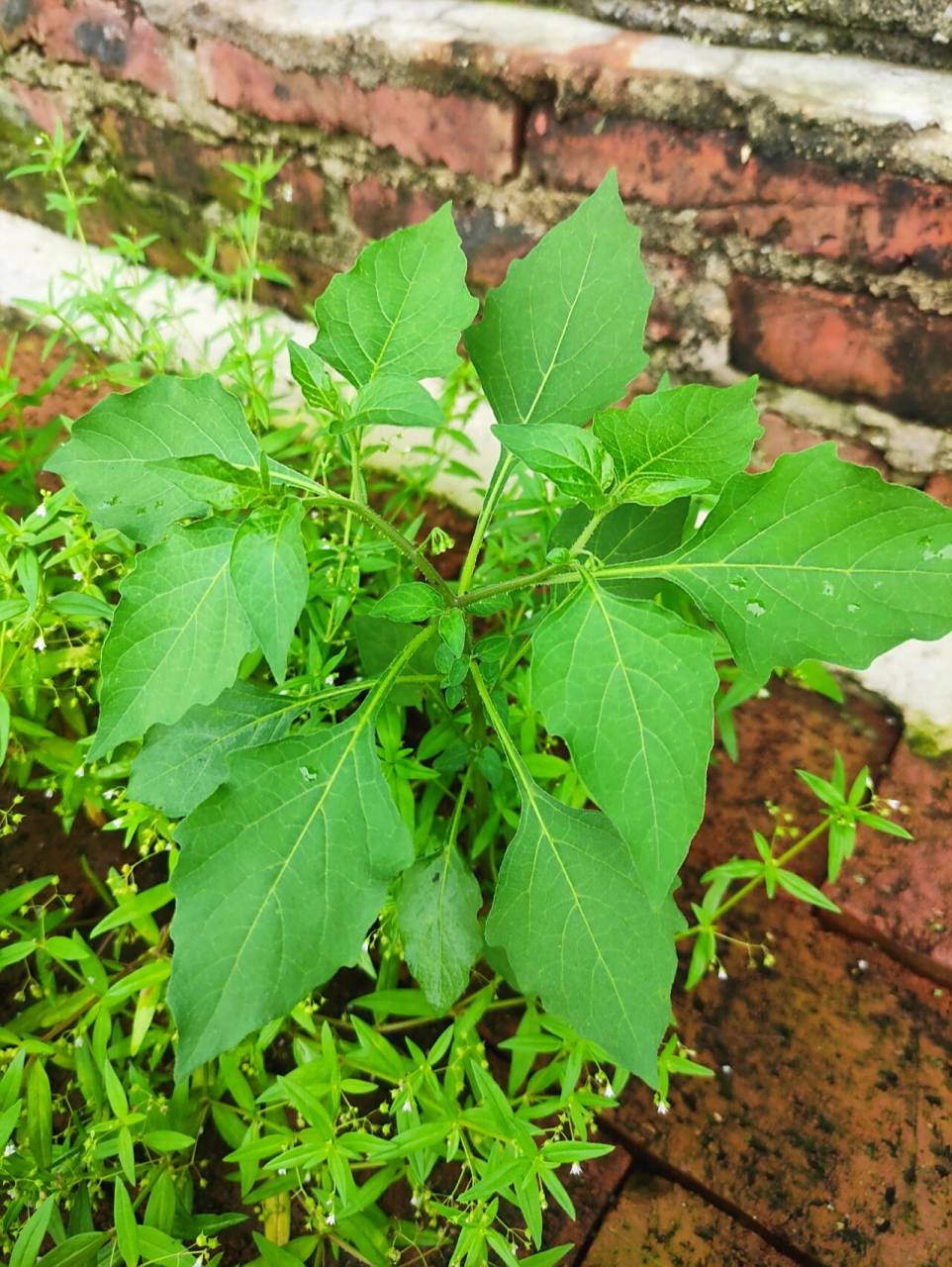一起来看看身边的中草药91 图16615是白花蛇舌草,有抗菌消炎,解