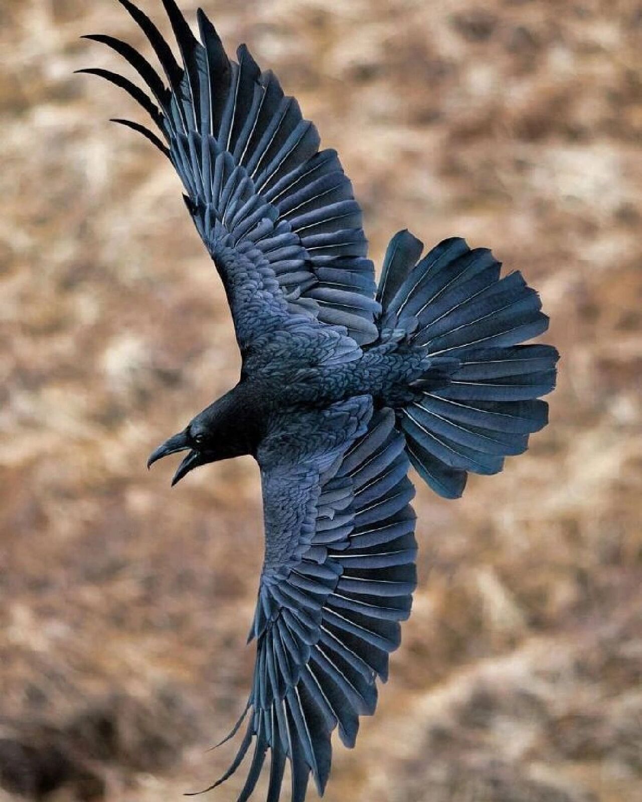 乌鸦|动物绘画素材参考审美提升@windy说的动态