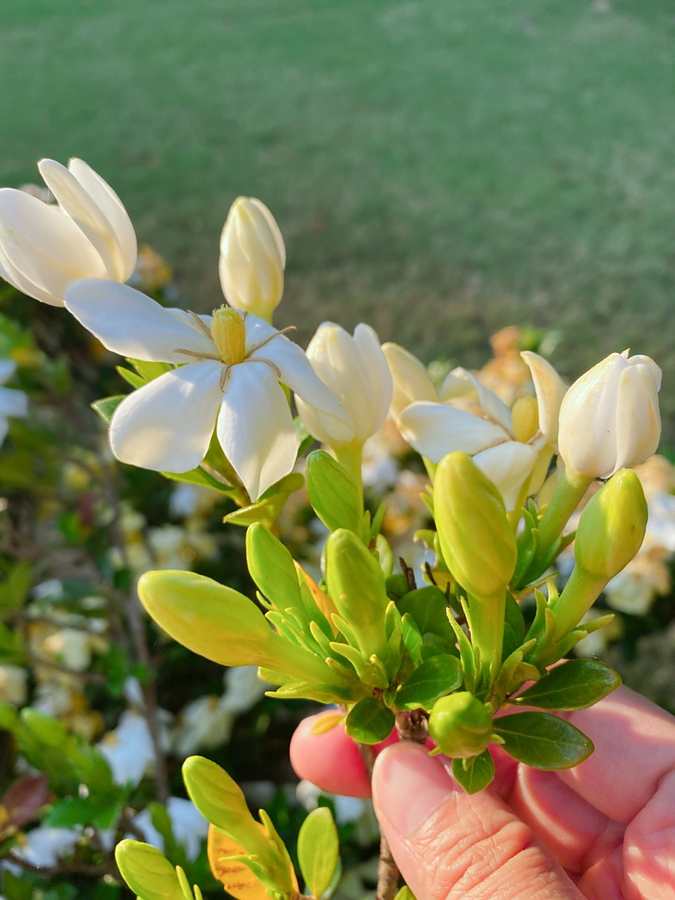 我的十年栀子花树,花开的"面目全非".