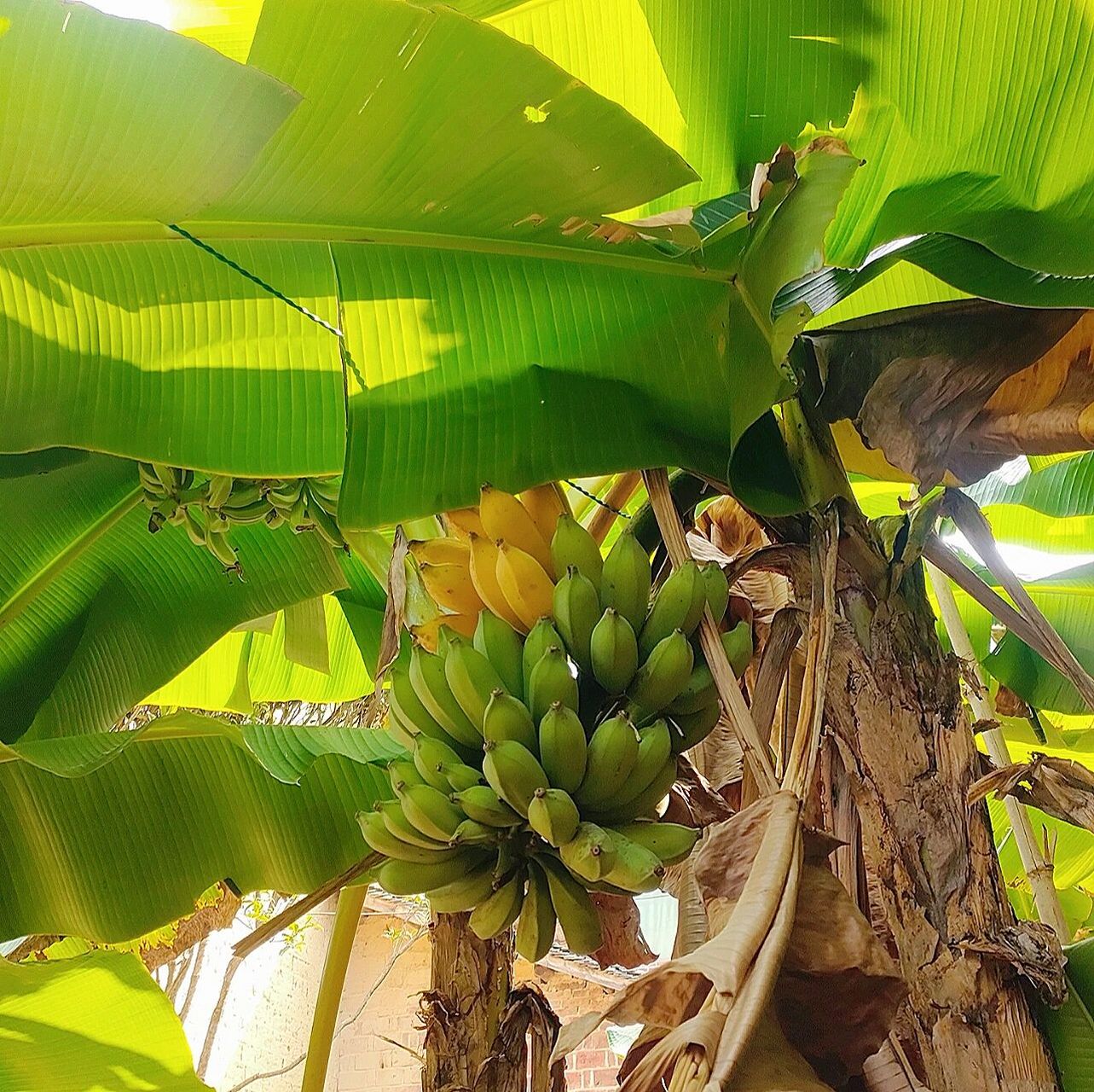 果园里的芭蕉在树上熟透了04 第一次见在树上变