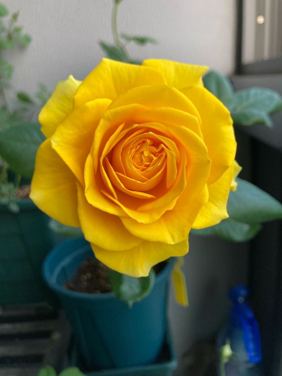 苏格兰黄油月季