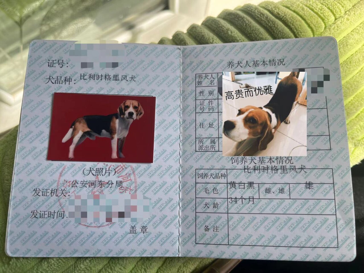 天津市重点区2023年新版犬证!到手了!