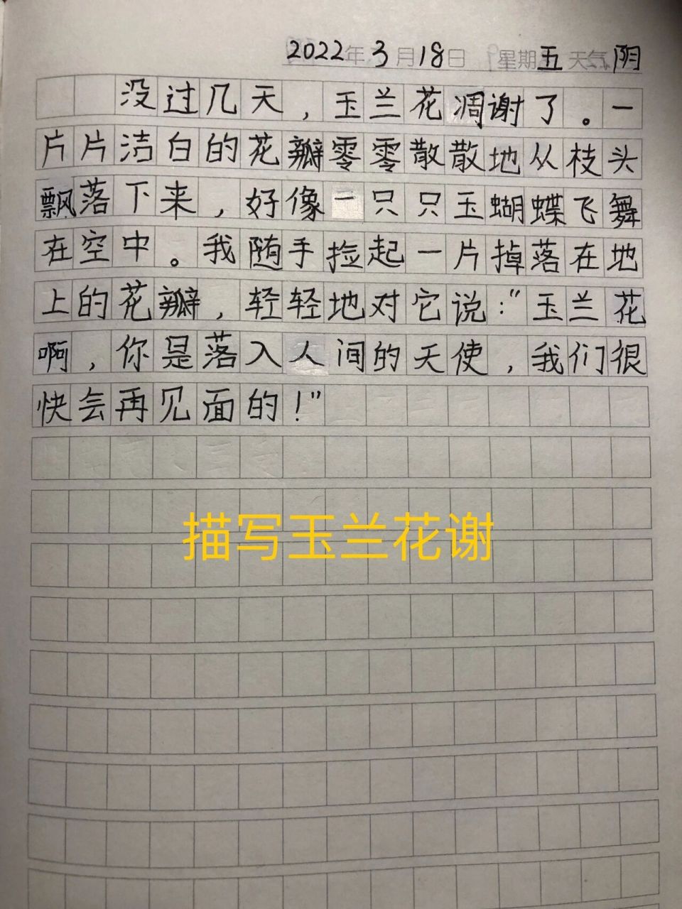 玉兰花的样子描写图片