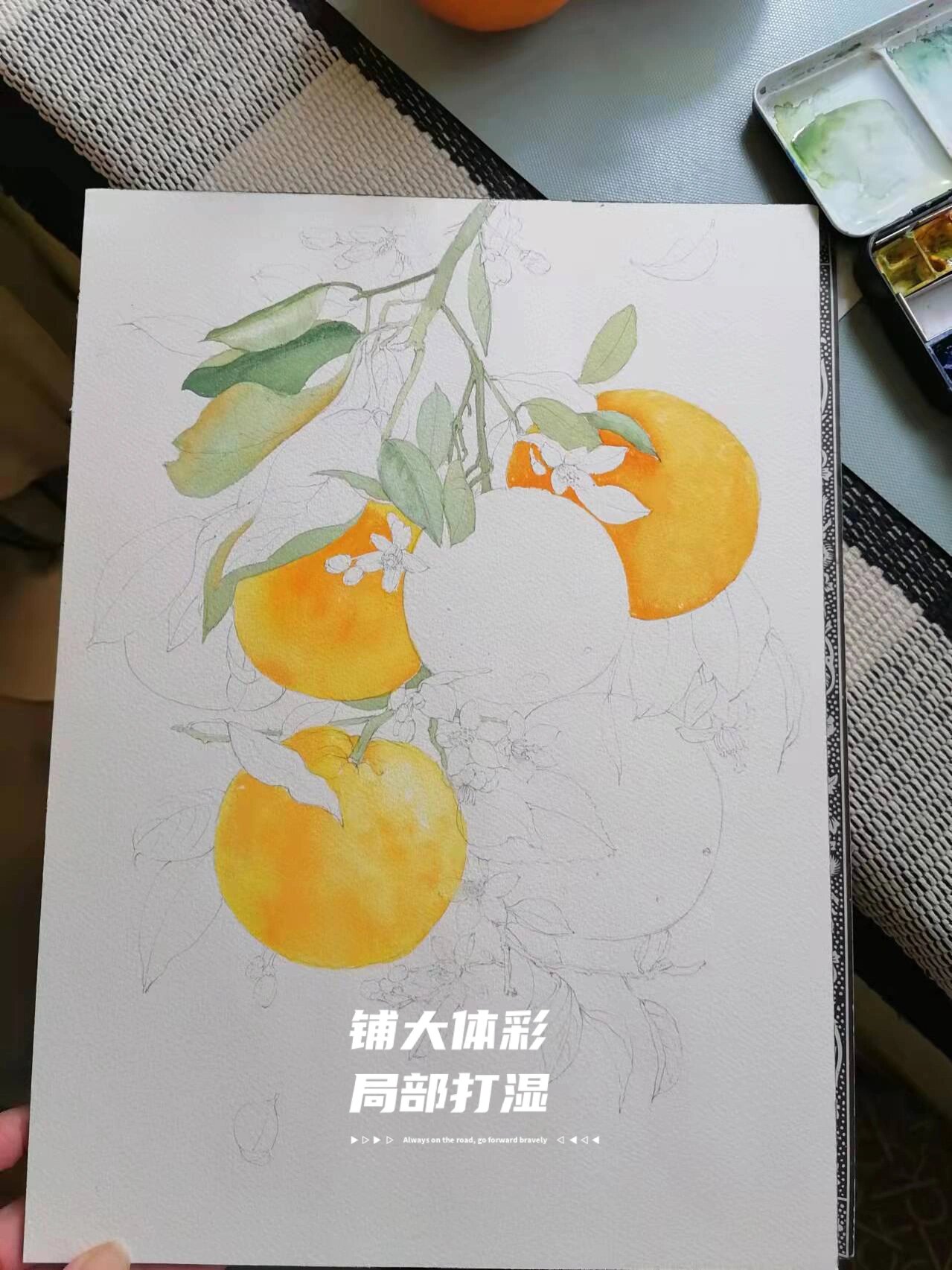 于是想画一系列的水果,从橙子开始吧,其实只见过一次盆栽的橘子开花