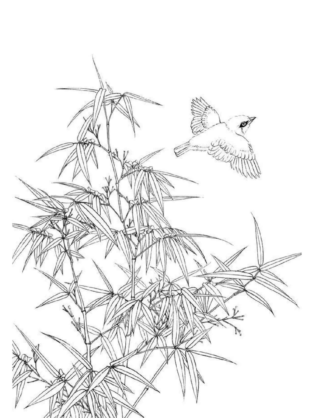 工笔画《竹与鸟》白描稿