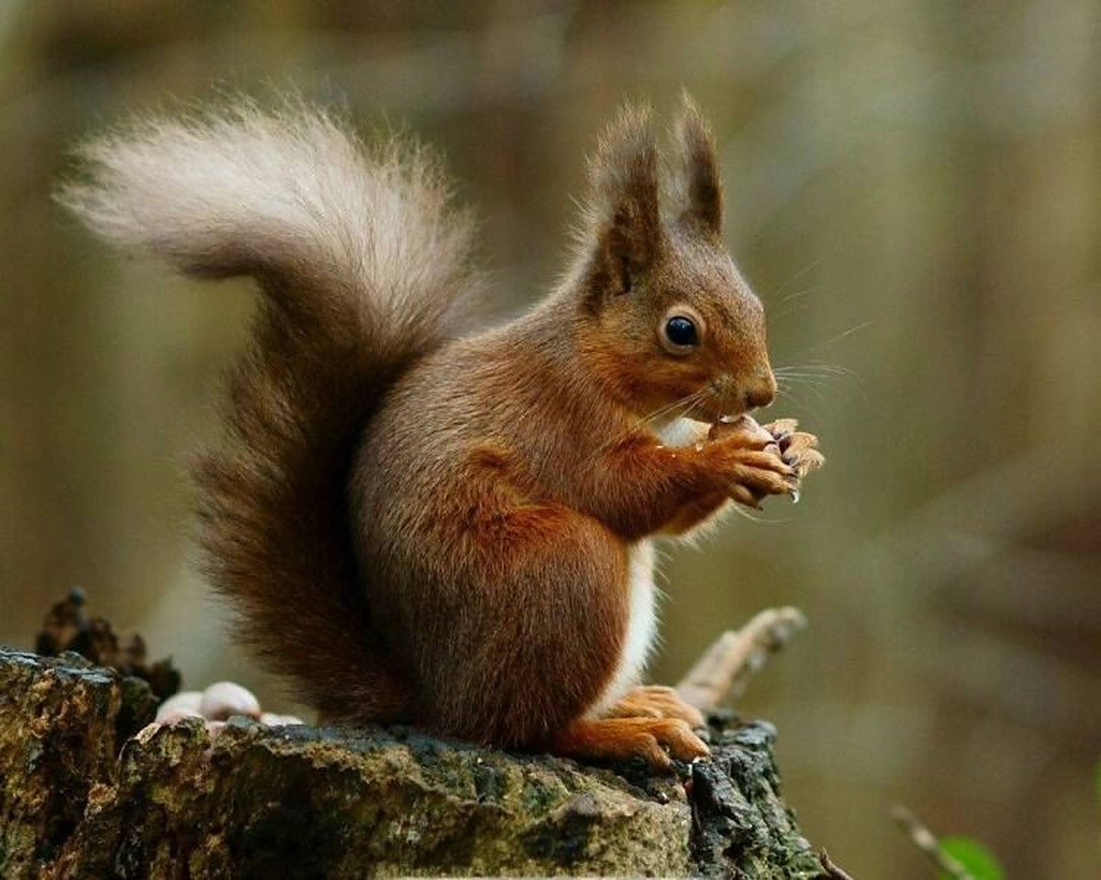 松鼠-啮齿目松鼠科动物9715 别称树鼠 松鼠的原产地是中国的东北