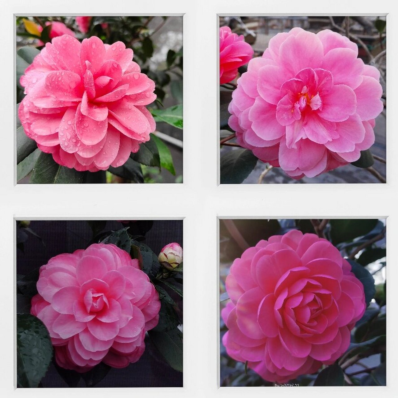 茶花│"百变女王"乔依 "乔依肯德力克",简称乔依,乔伊,是国外植物育种