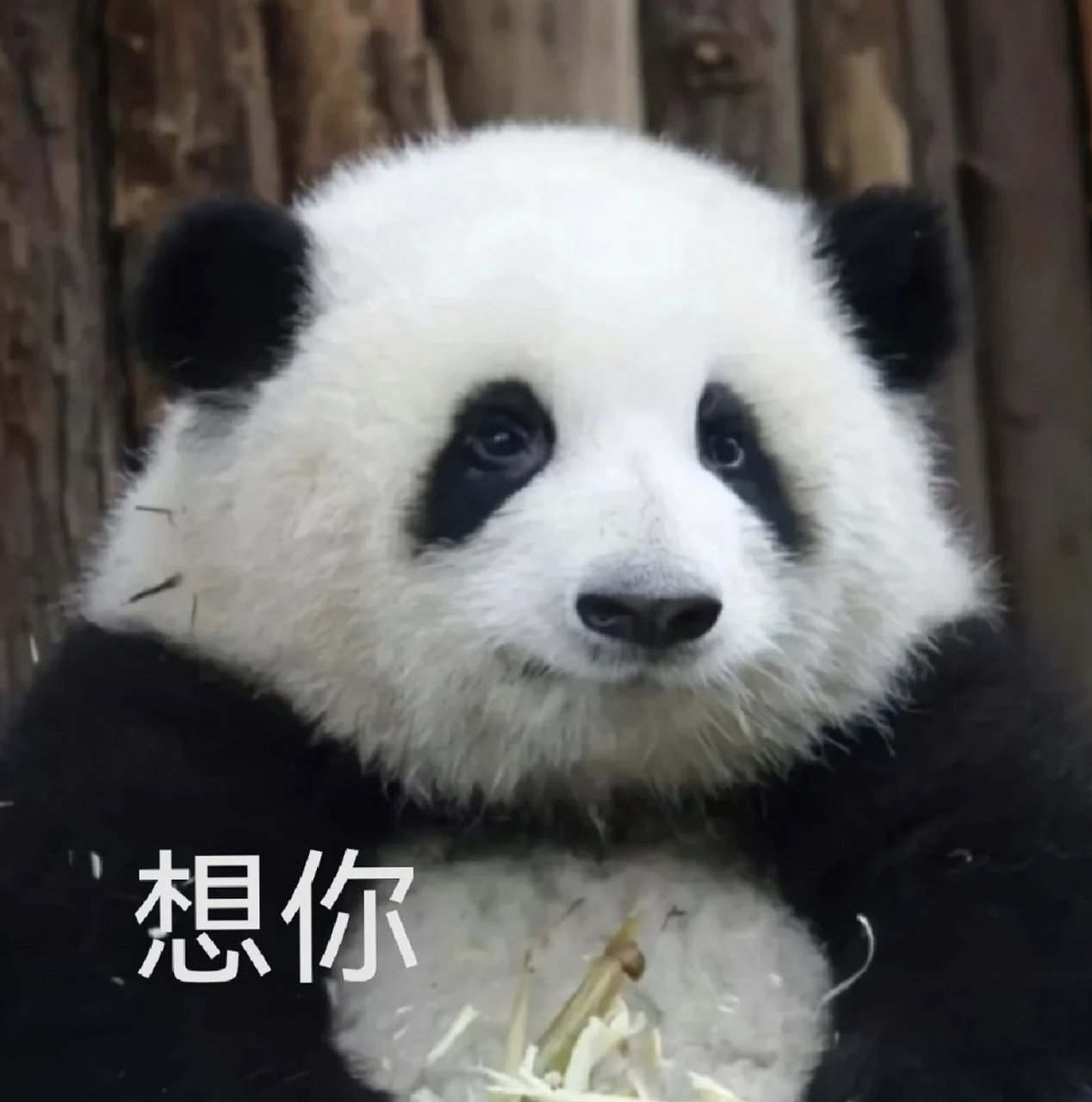 好喜欢果赖!做成表情包也超可爱!