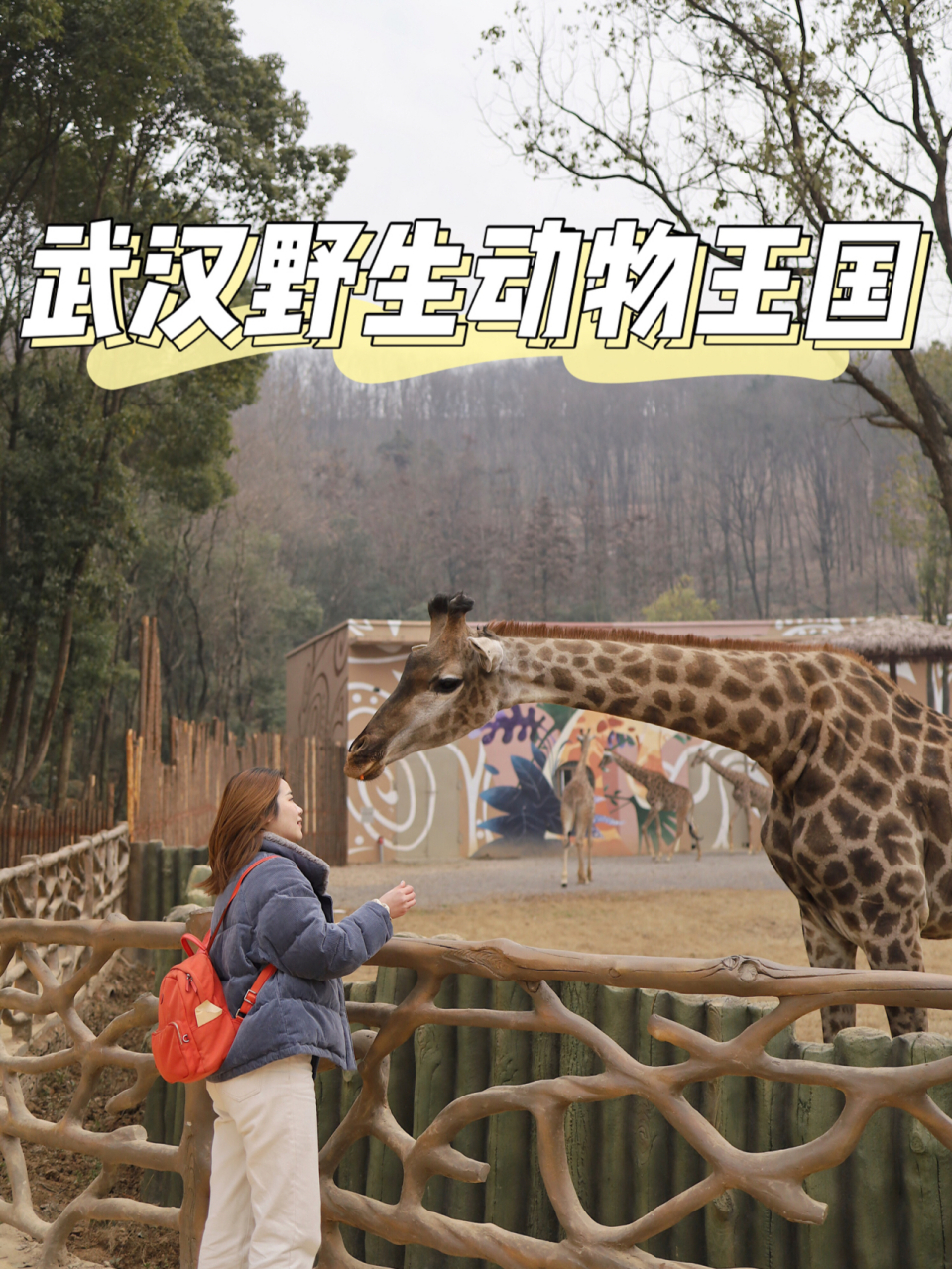 武汉野生动物王国99超详细攻略和真实测评 7415 99关于园区