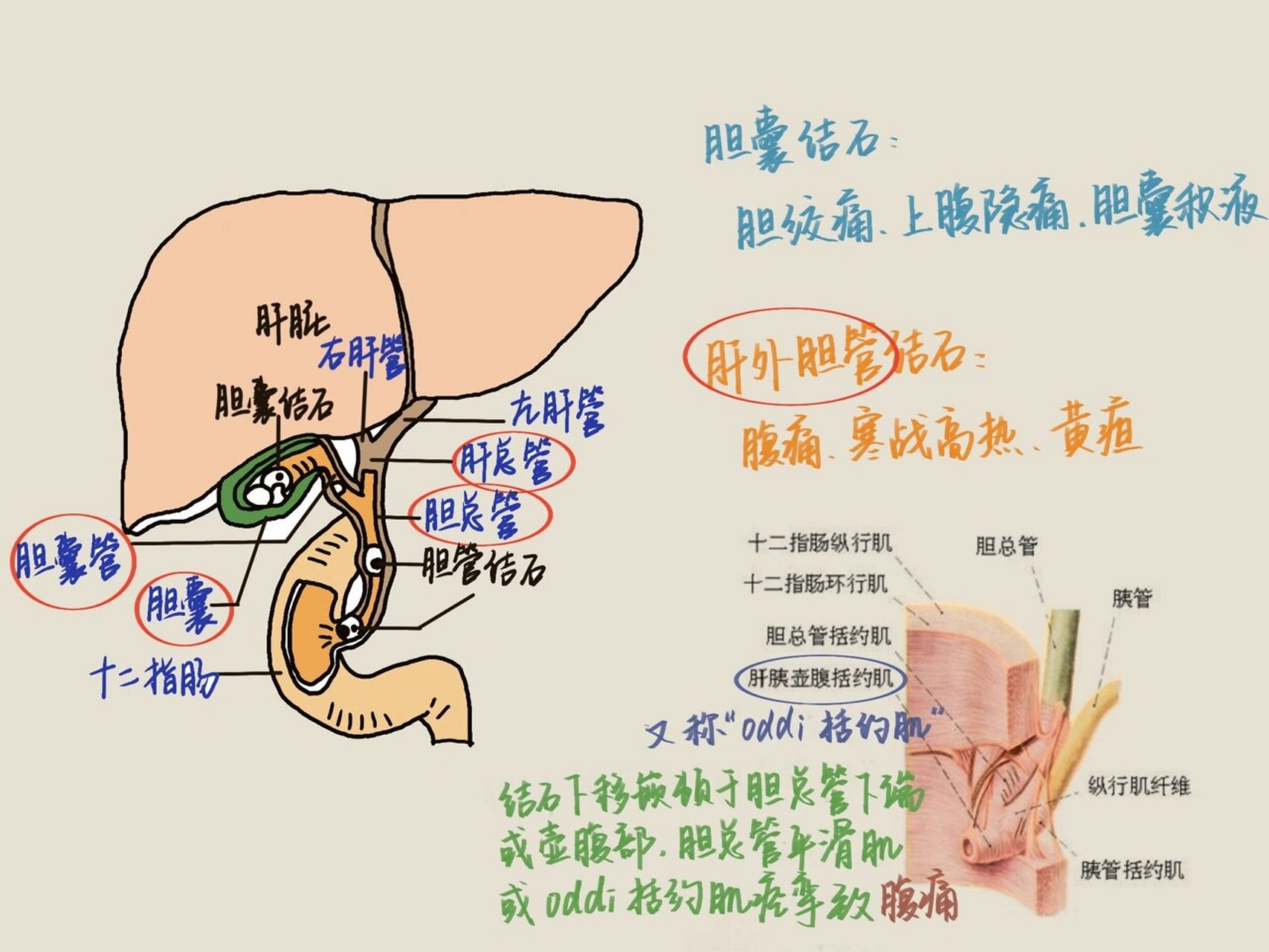 胰管和胆总管的解剖图图片