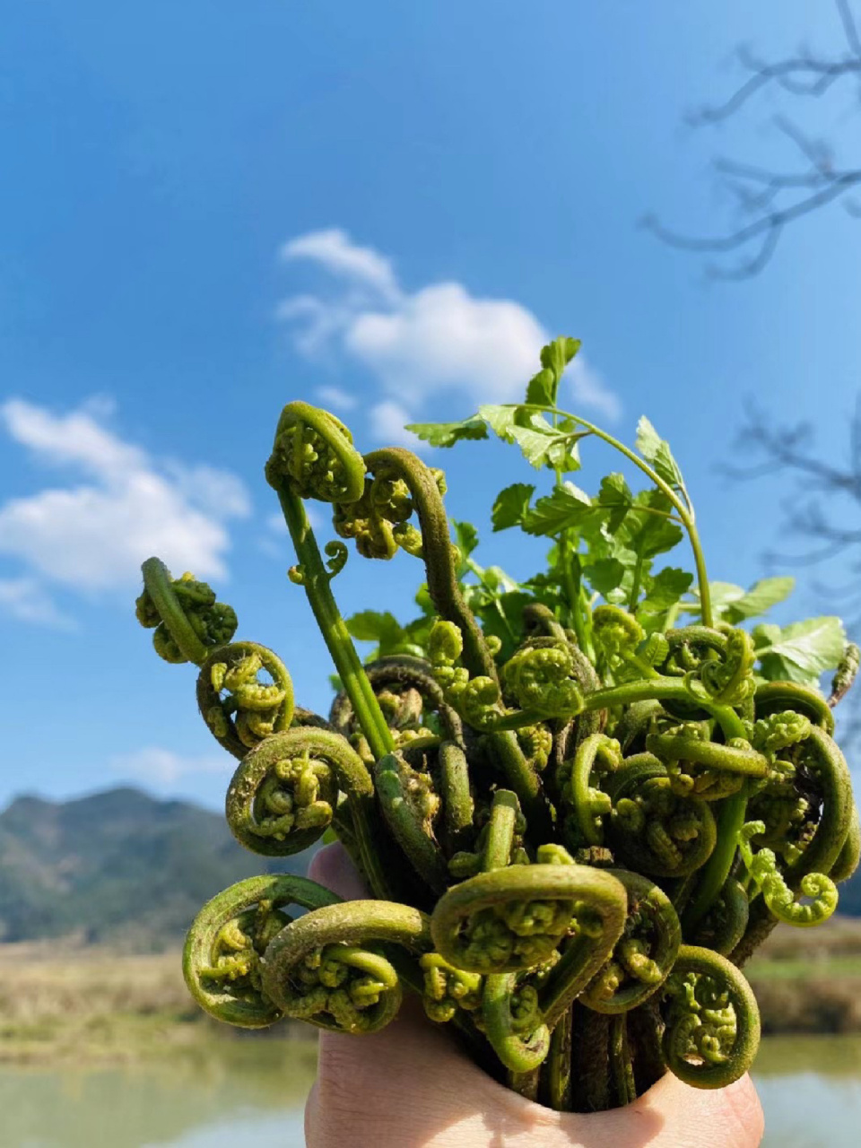 水蕨菜的样子图片图片