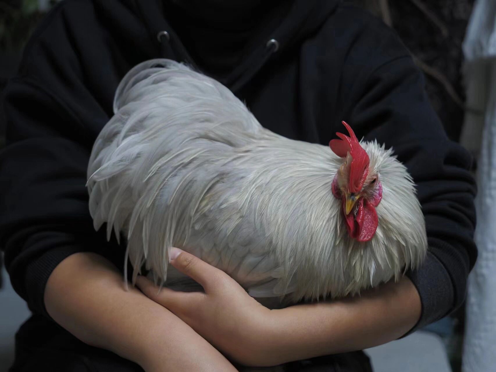 【科钦球鸡】超软糯可爱的宠物鸡—胖嘟嘟 朋友家的 真的太好看啦!