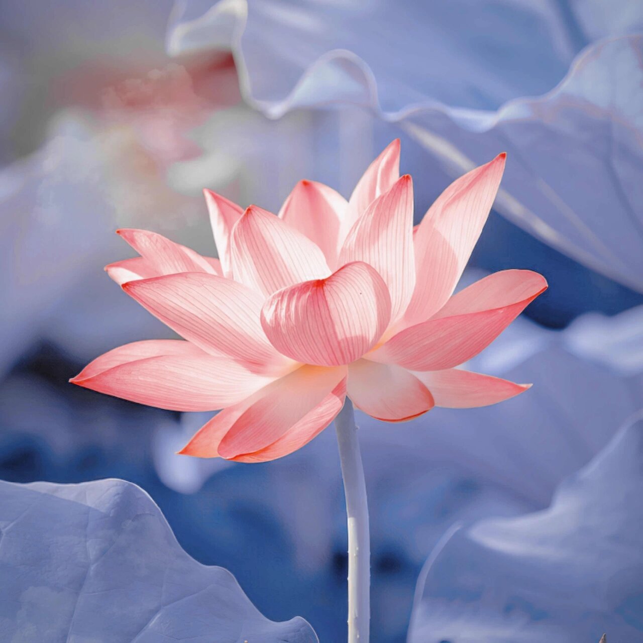 出淤泥而不染的别样"莲花"头像,太爱了#莲花头像# #头像# #微信头像
