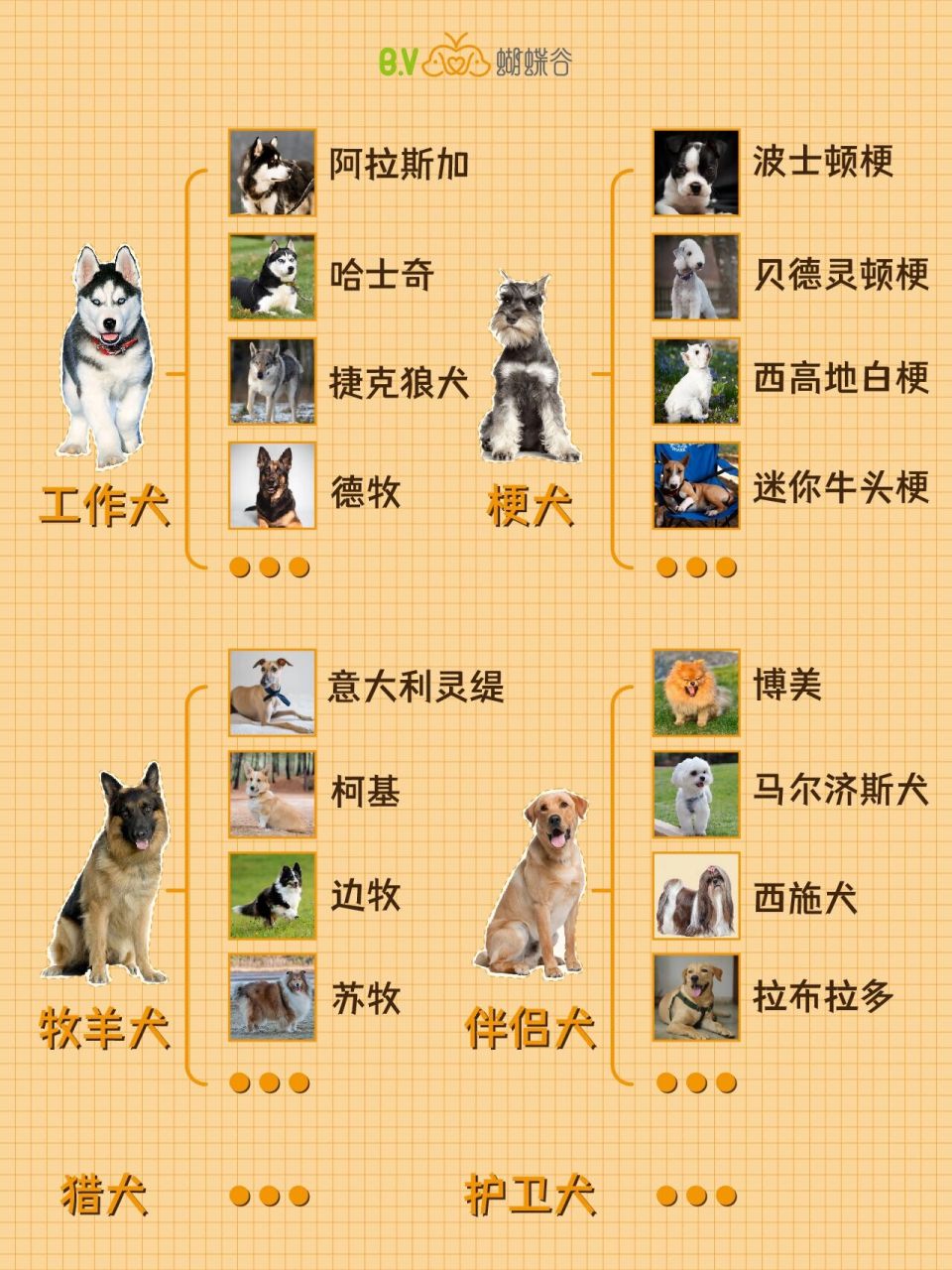 收藏7324种狗狗分类大全,你的狗狗属于哪一类 按照功能的不同,狗勾