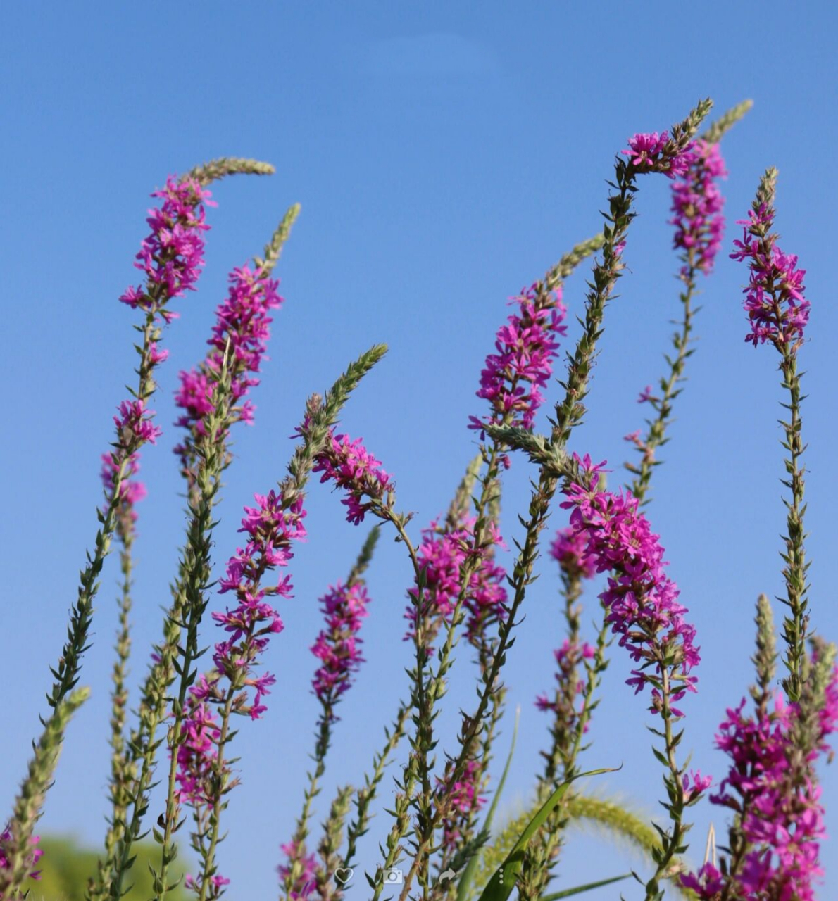 拉丁名:lythrum salicaria 千屈菜,是千屈菜科千屈菜属多年生草本