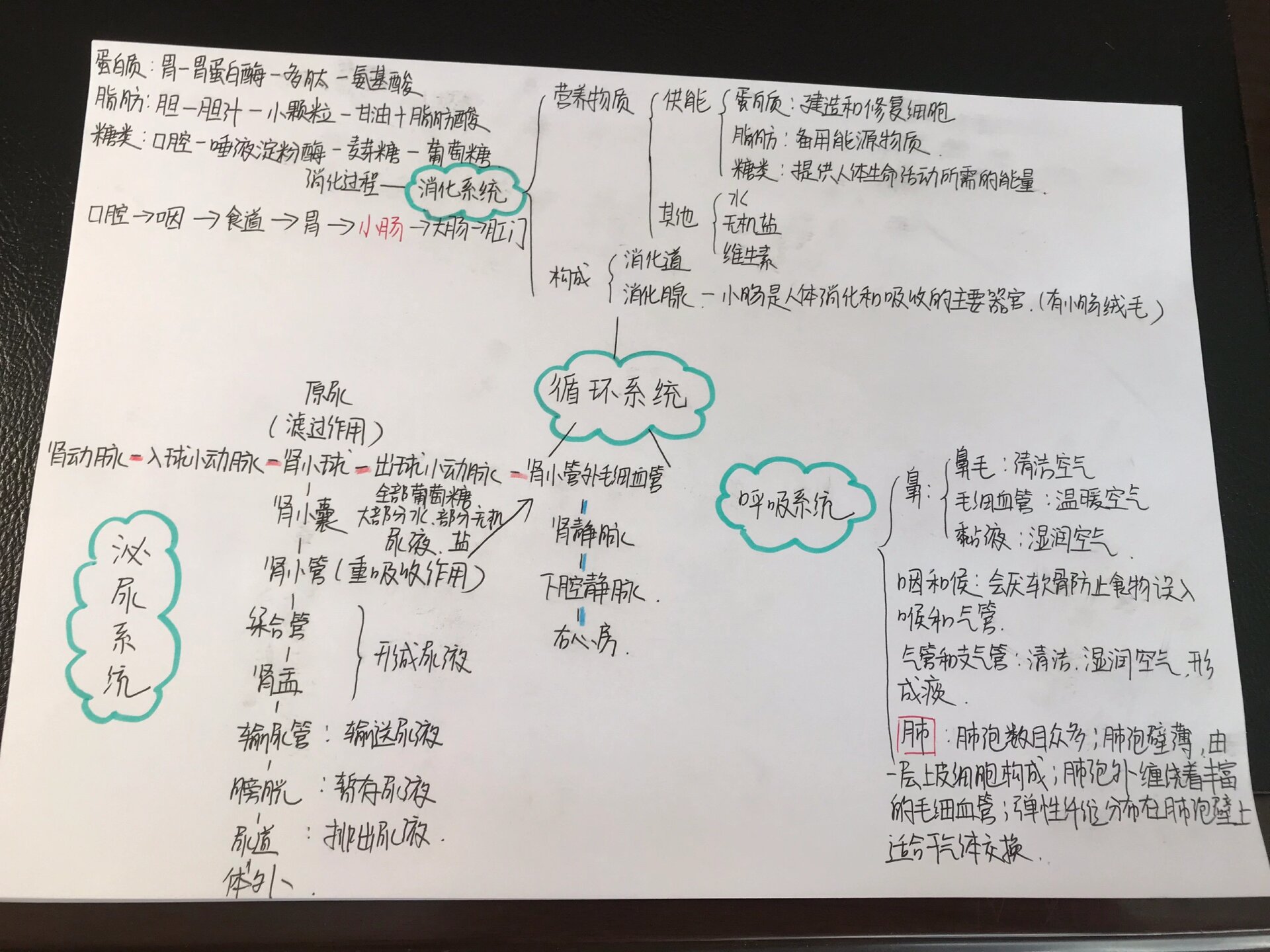 初二生物人体循环系统知识点(生物身体中的循环系统的全部结构图)