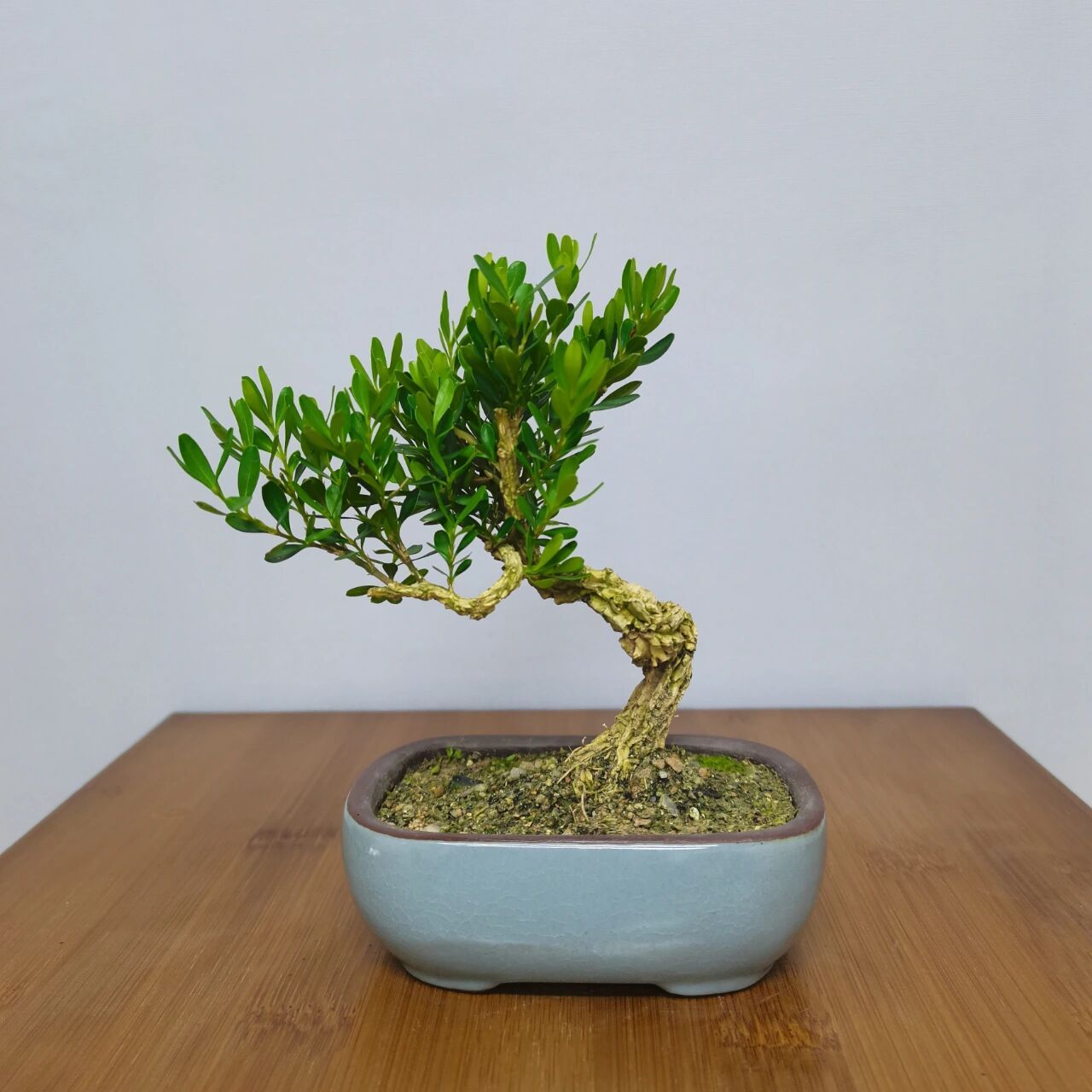 黄杨一直被喻为"木中君子",深受盆景爱好者的喜爱,民间一直流传着"家