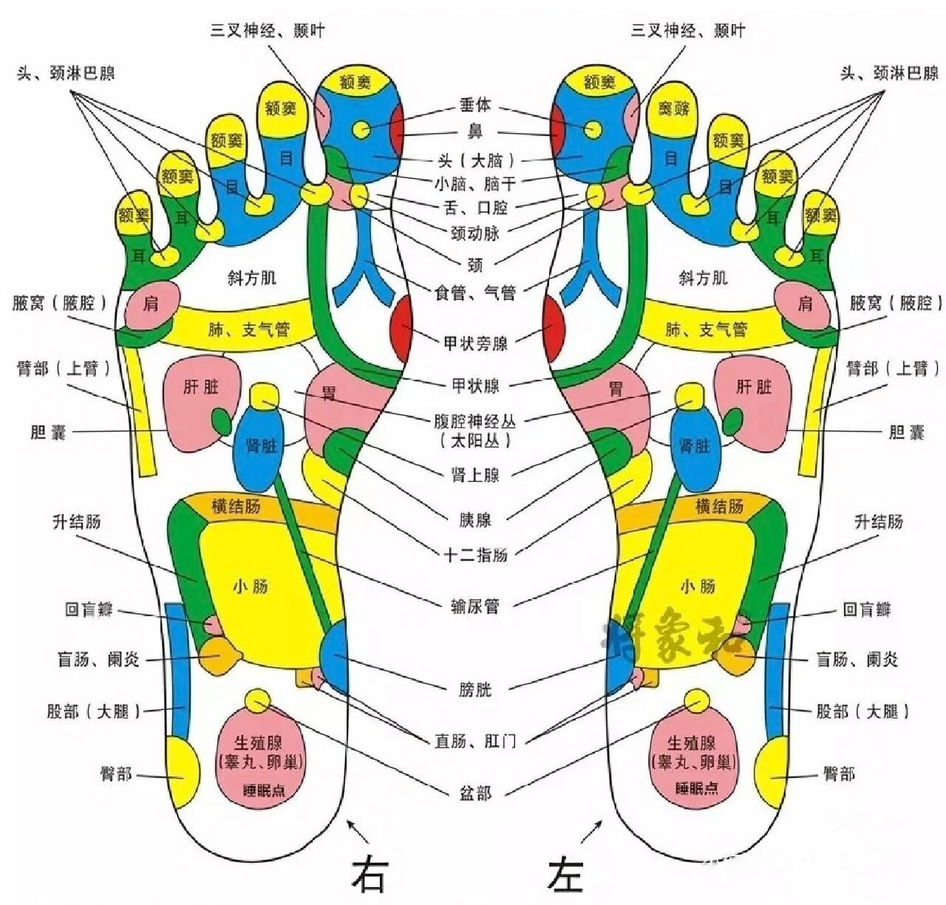 左脚脚底器官图图片