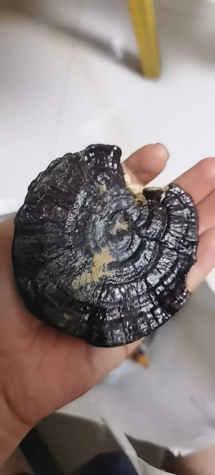 下午没事又去山区逛,发现了好几个灵芝,其中有一个居然有脸盆那么大