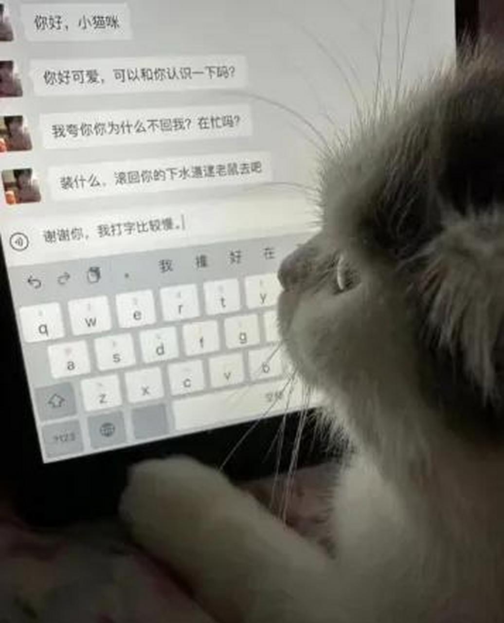 给小猫咪发信息已读不回,猫委屈:呜呜呜~打字慢也有错吗?