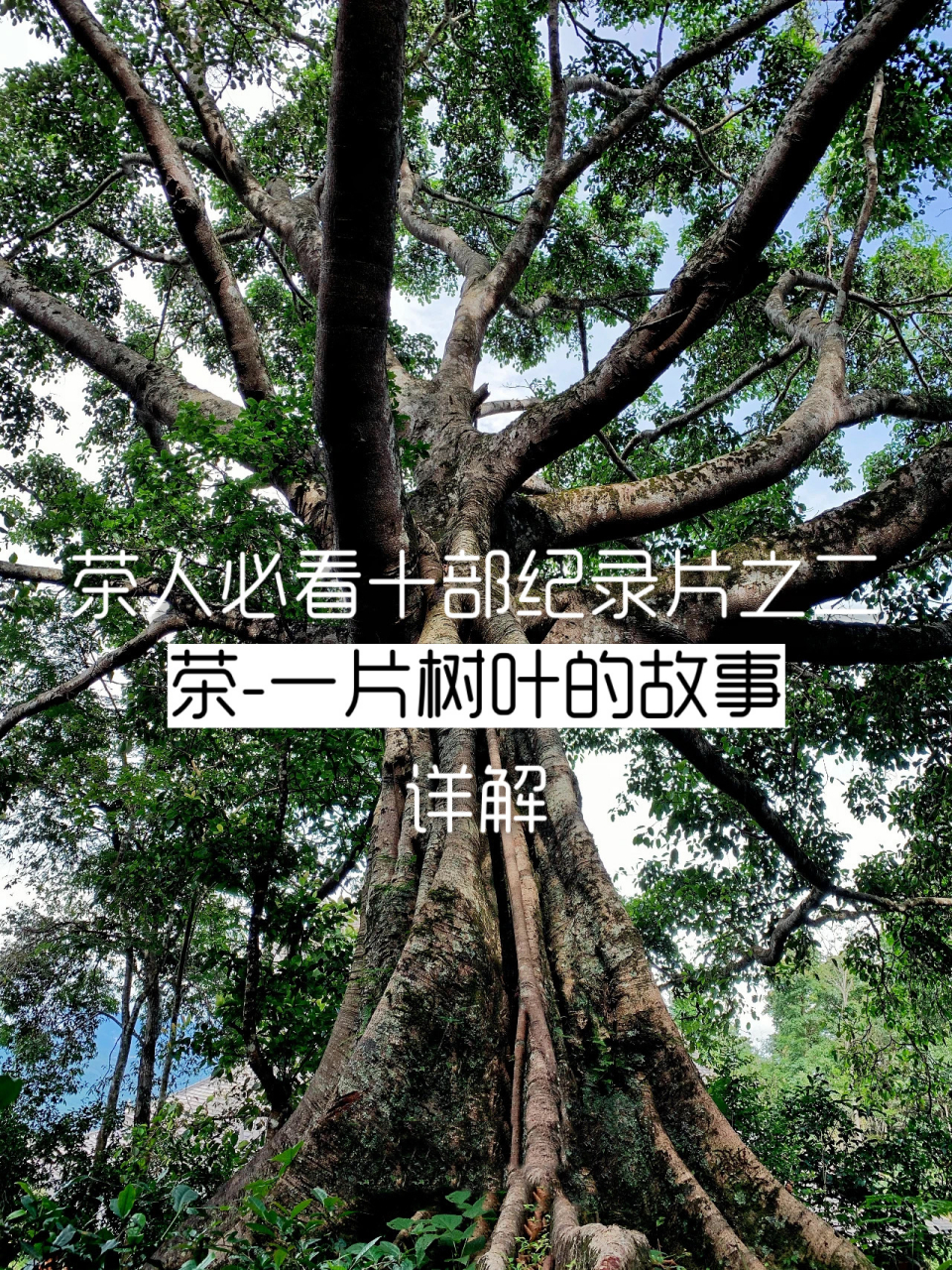 茶人必看纪录片《茶一片树叶的故事》影评解 茶,一片树叶的故事 98